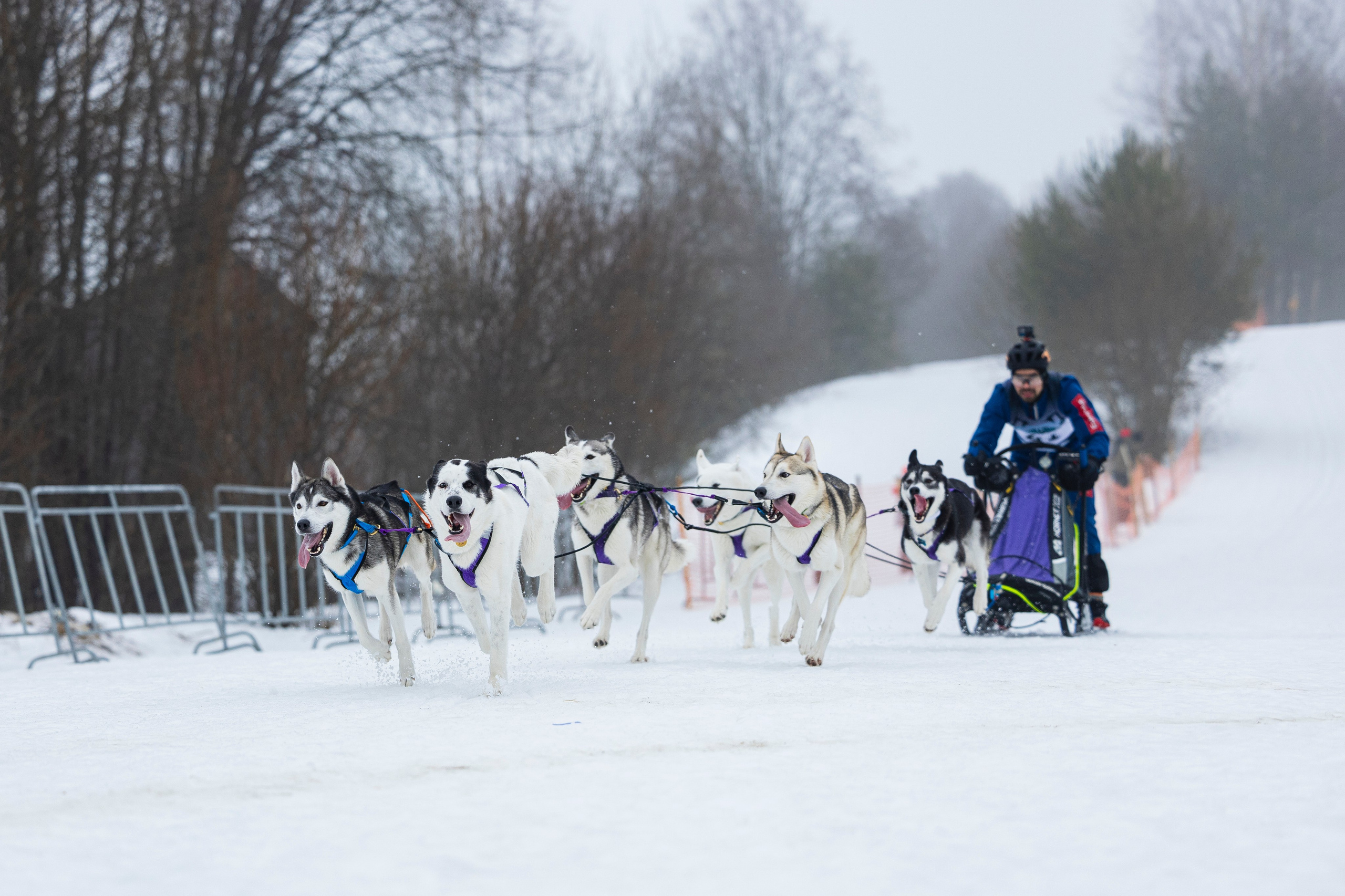 Зимний Чемпионат Санкт-Петербурга по ездовому спорту. Фотограф-анималист Анна Маринич