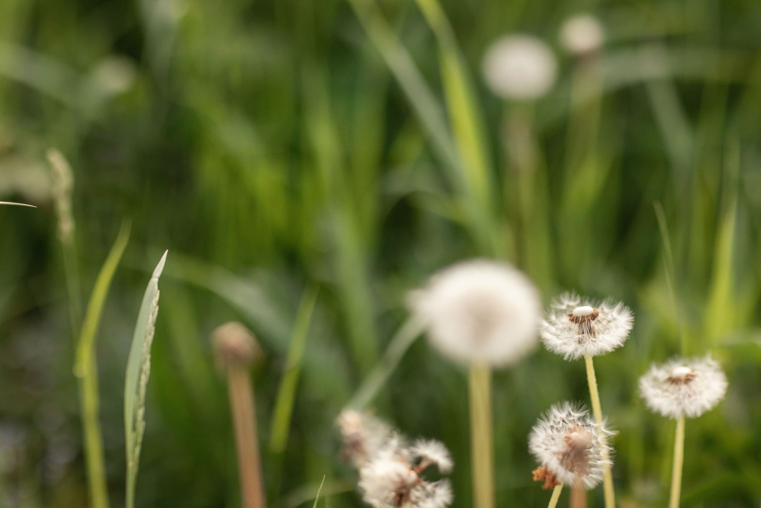 Собака Баскервилей. Детский и семейный фотограф в Москве Анна Ипатьева