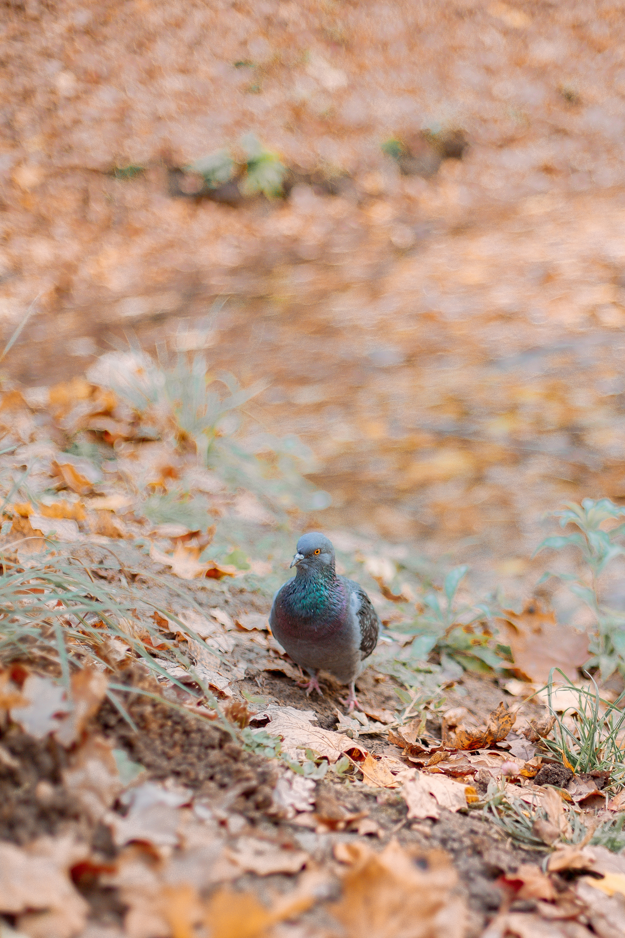 Про Настю и Мишу. Семейный и детский фотограф в Туле