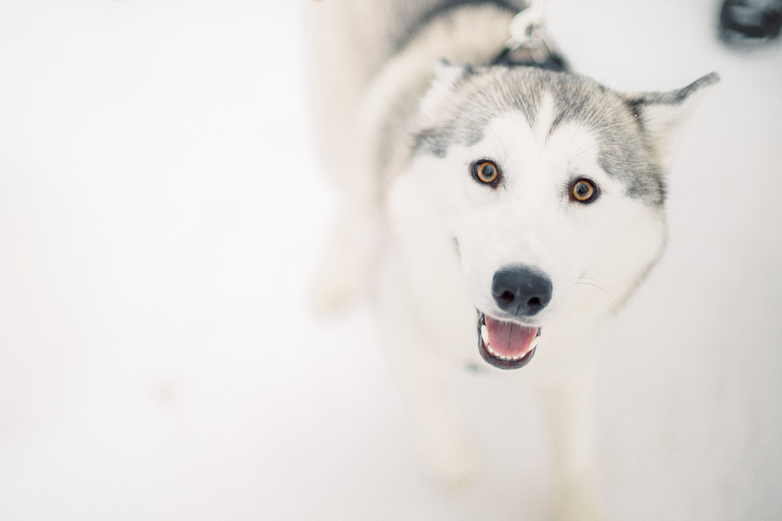 Про Руслана и Алину. Семейный и детский фотограф в Туле