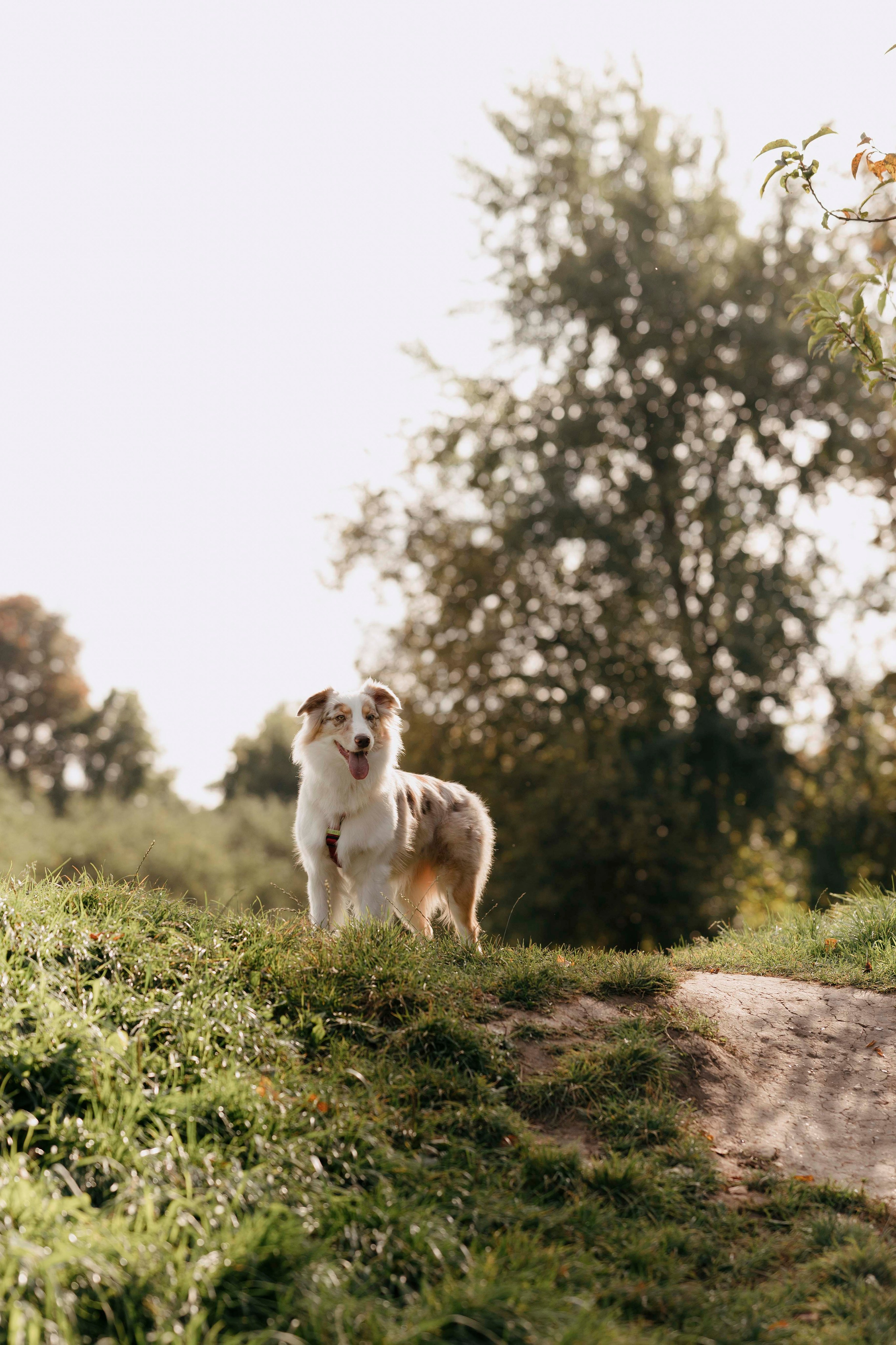 Дженни. Фотограф- анималист Александра Матвеева