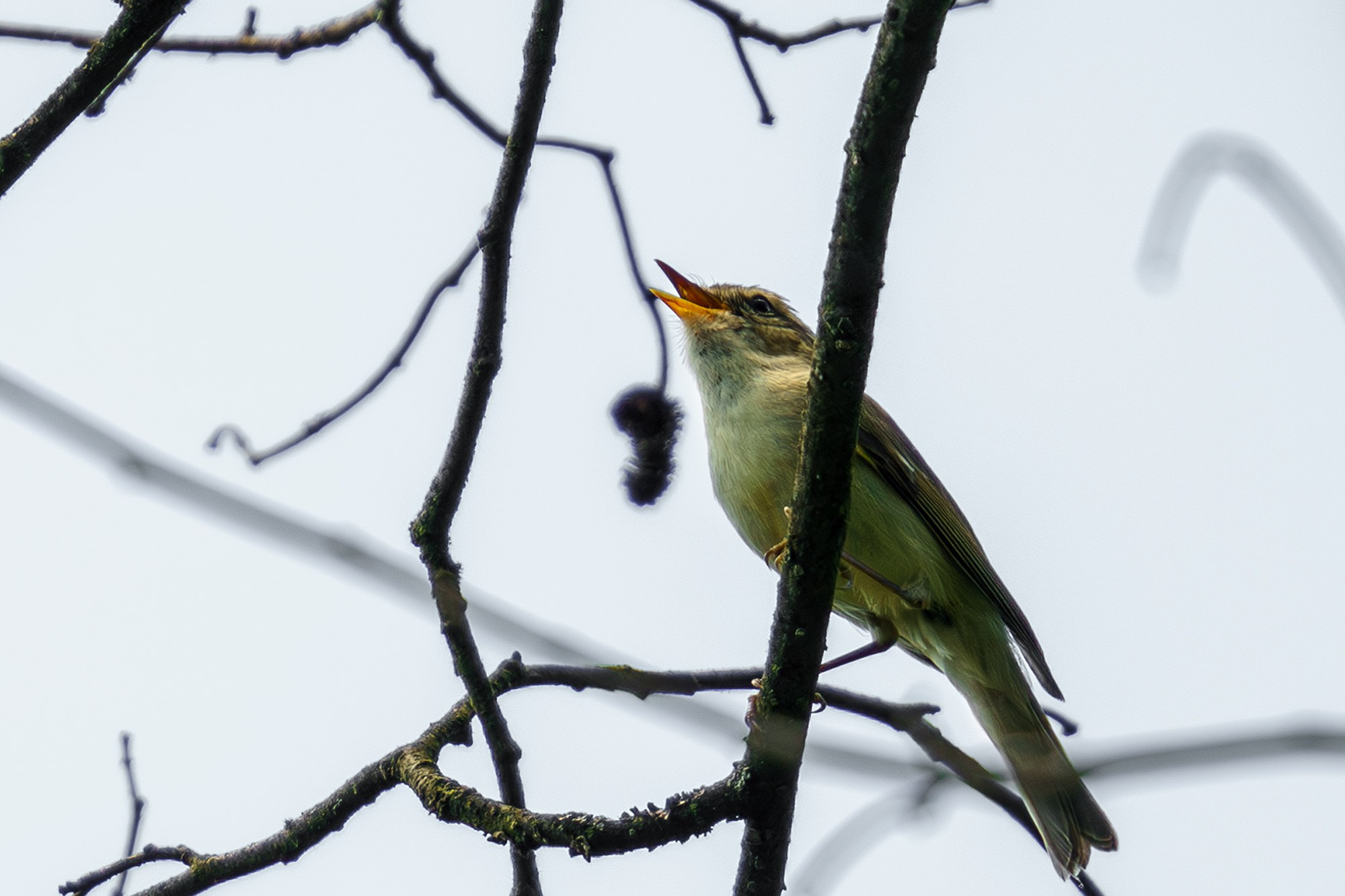 Удивительные мир птиц. Вокруг нас столько прекрасного — присмотритесь!. Ваш личный фотограф Марина Волкова