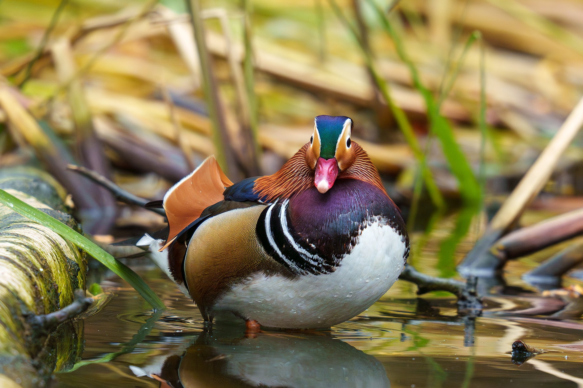 Удивительные мир птиц. Вокруг нас столько прекрасного — присмотритесь!. Ваш личный фотограф Марина Волкова