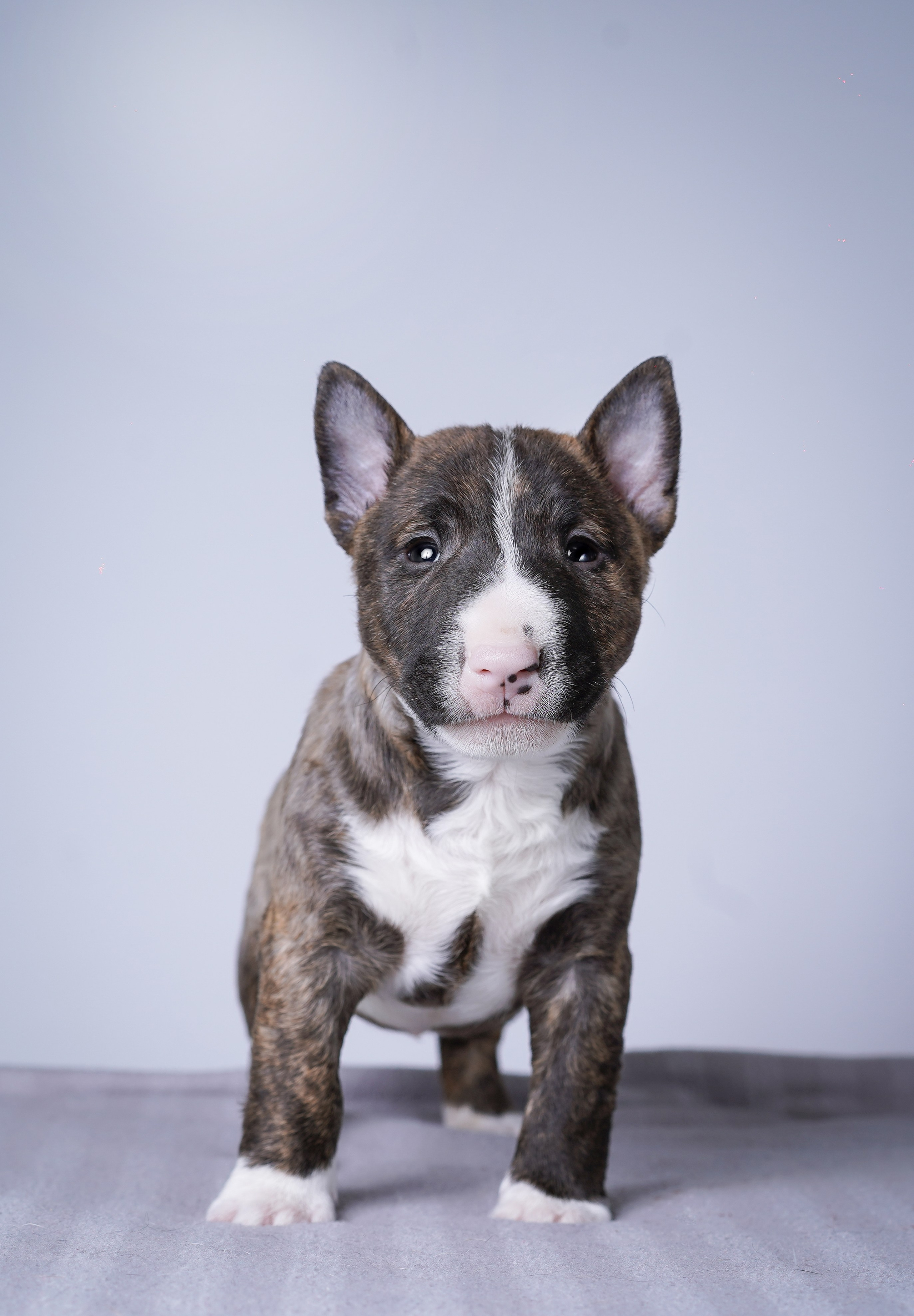 Щенки минибуля. Фотограф-анималист в Санкт-Петербурге Яна Мартынова