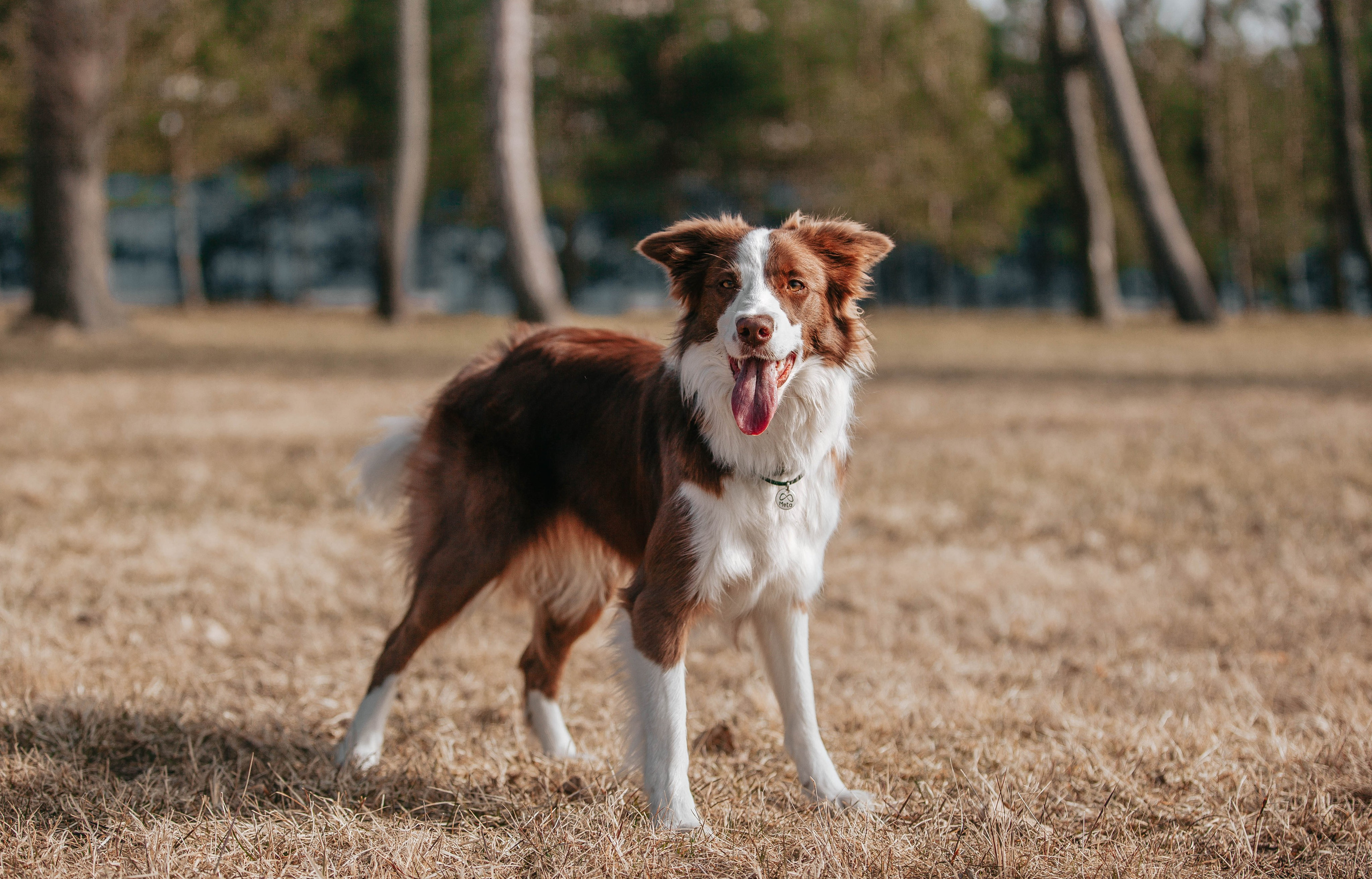 Бордюха, Лора, Берта, Мета. Главная