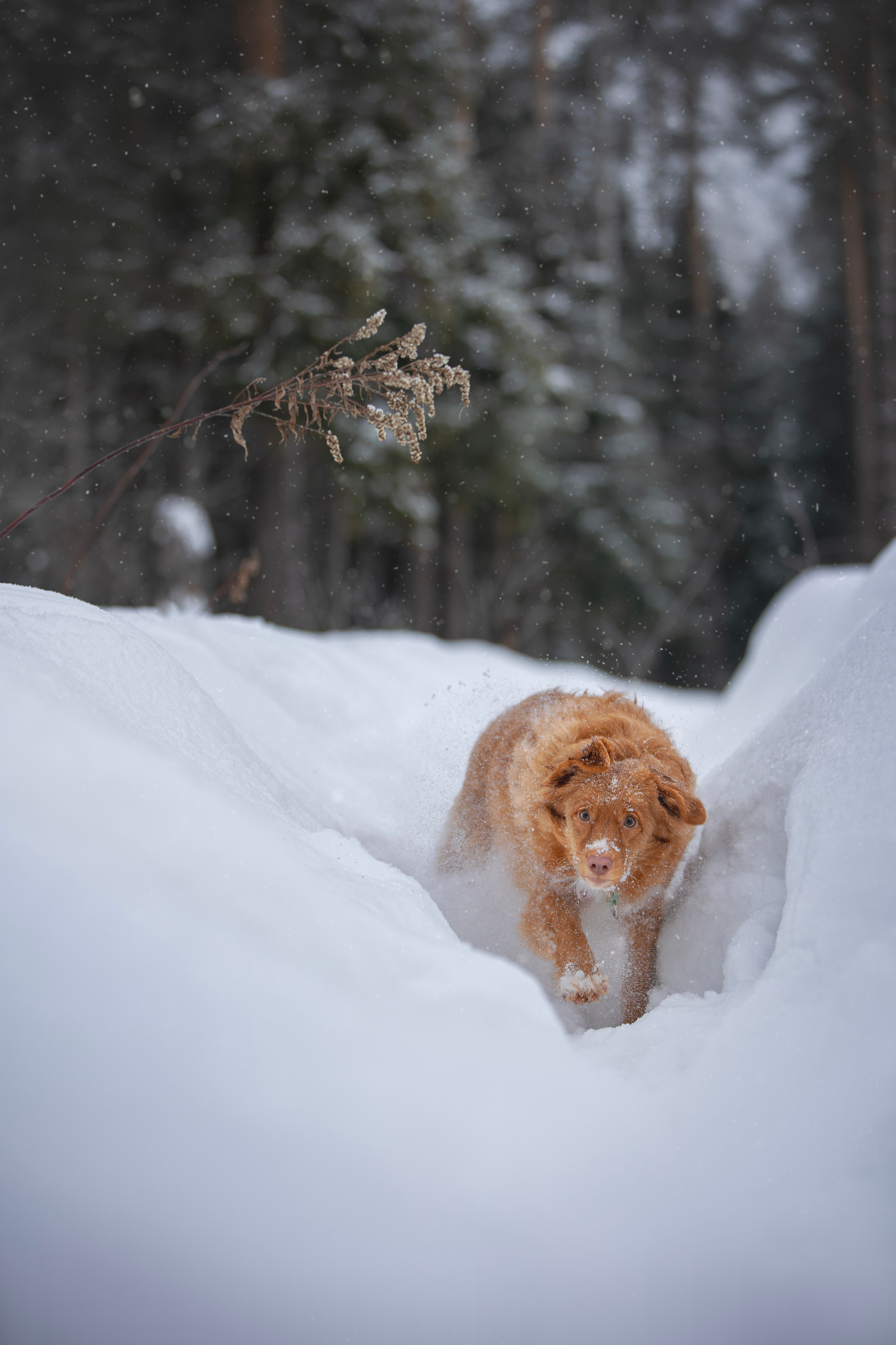 Руби, Николь, Кирилл и Мила. Фотограф анималист в Москве Майорова Евгения