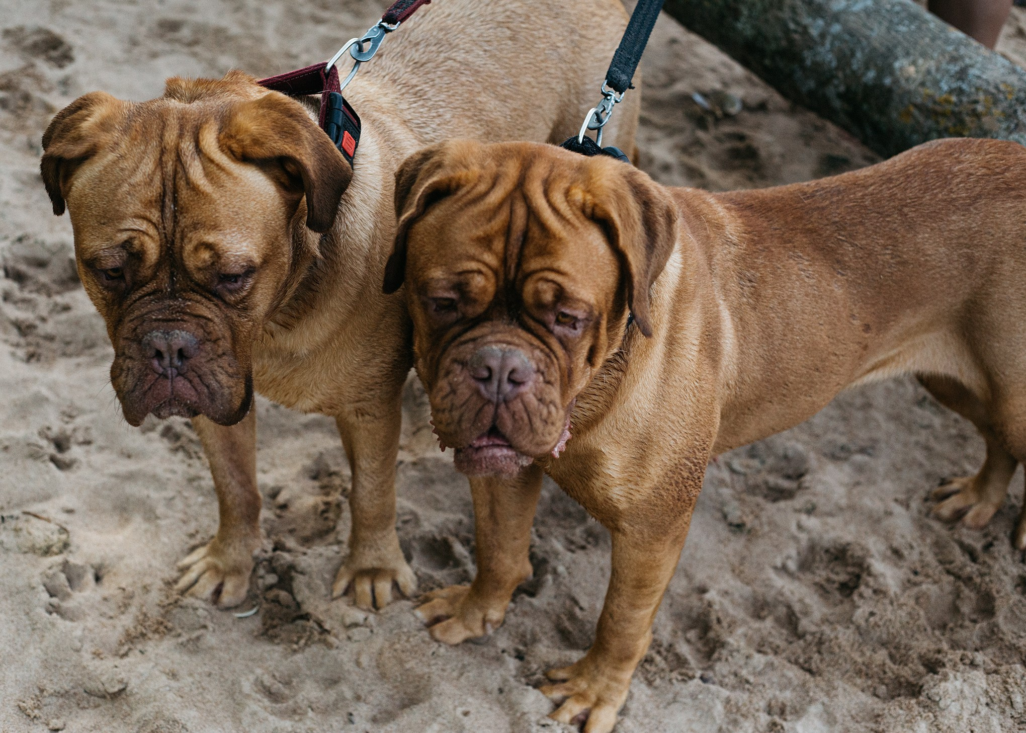 Ксюша, Соня и Дуся. Семейный и портретный фотограф в Санкт-Петербурге