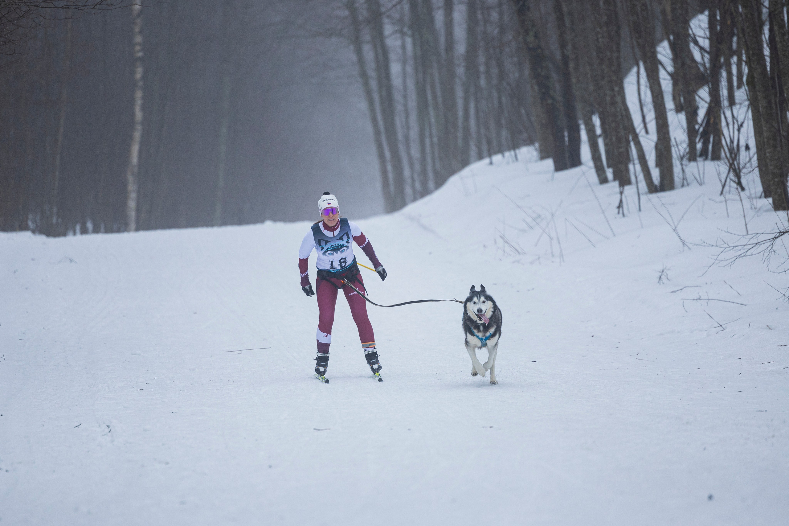 Зимний Чемпионат Санкт-Петербурга по ездовому спорту. Фотограф-анималист Анна Маринич