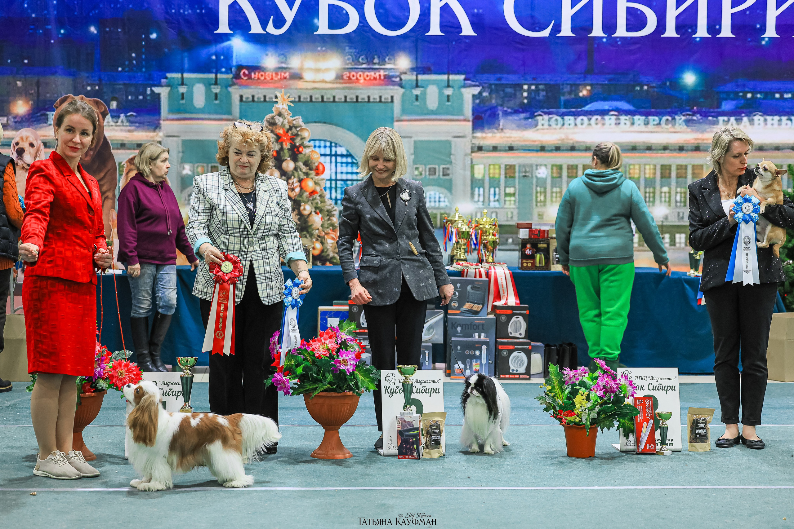 6-7.12.25 — 1-4 Национальные выставки собак в Новосибирске (2х рейтинговые). Фотограф Анималист из Новосибирска Татьяна Кауфман