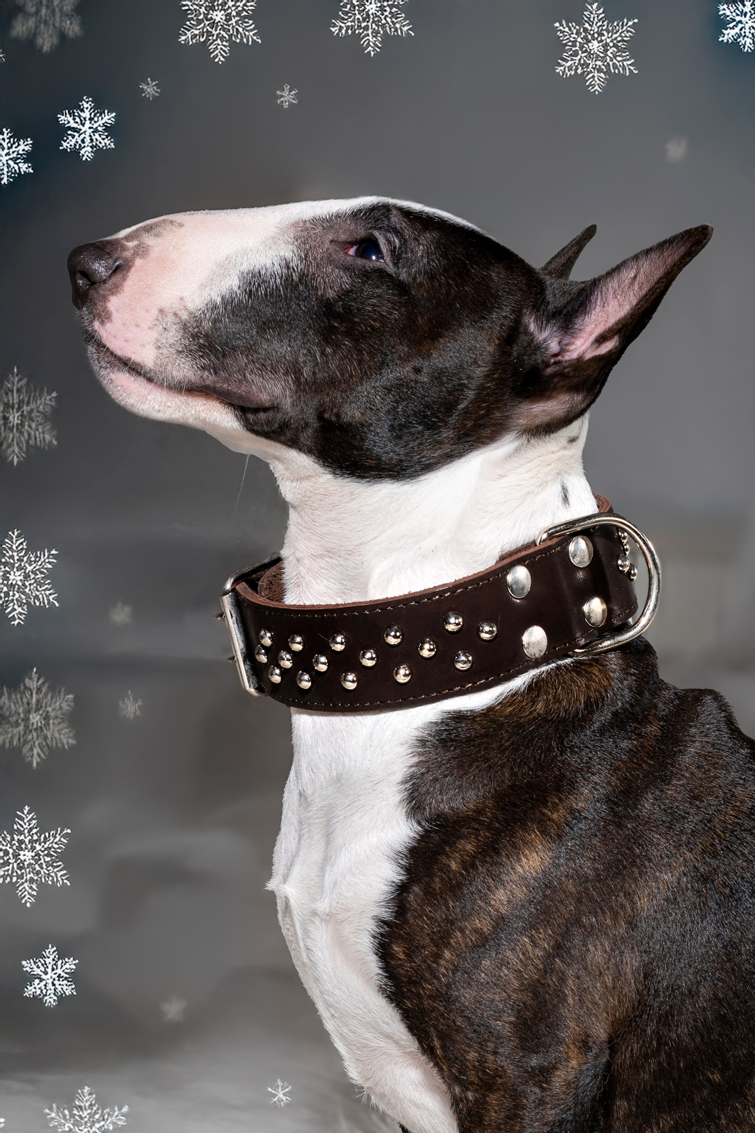 Рекламная фотосессия ошейников. Фотограф анималист в Санкт-Петербурге Таша Крейв