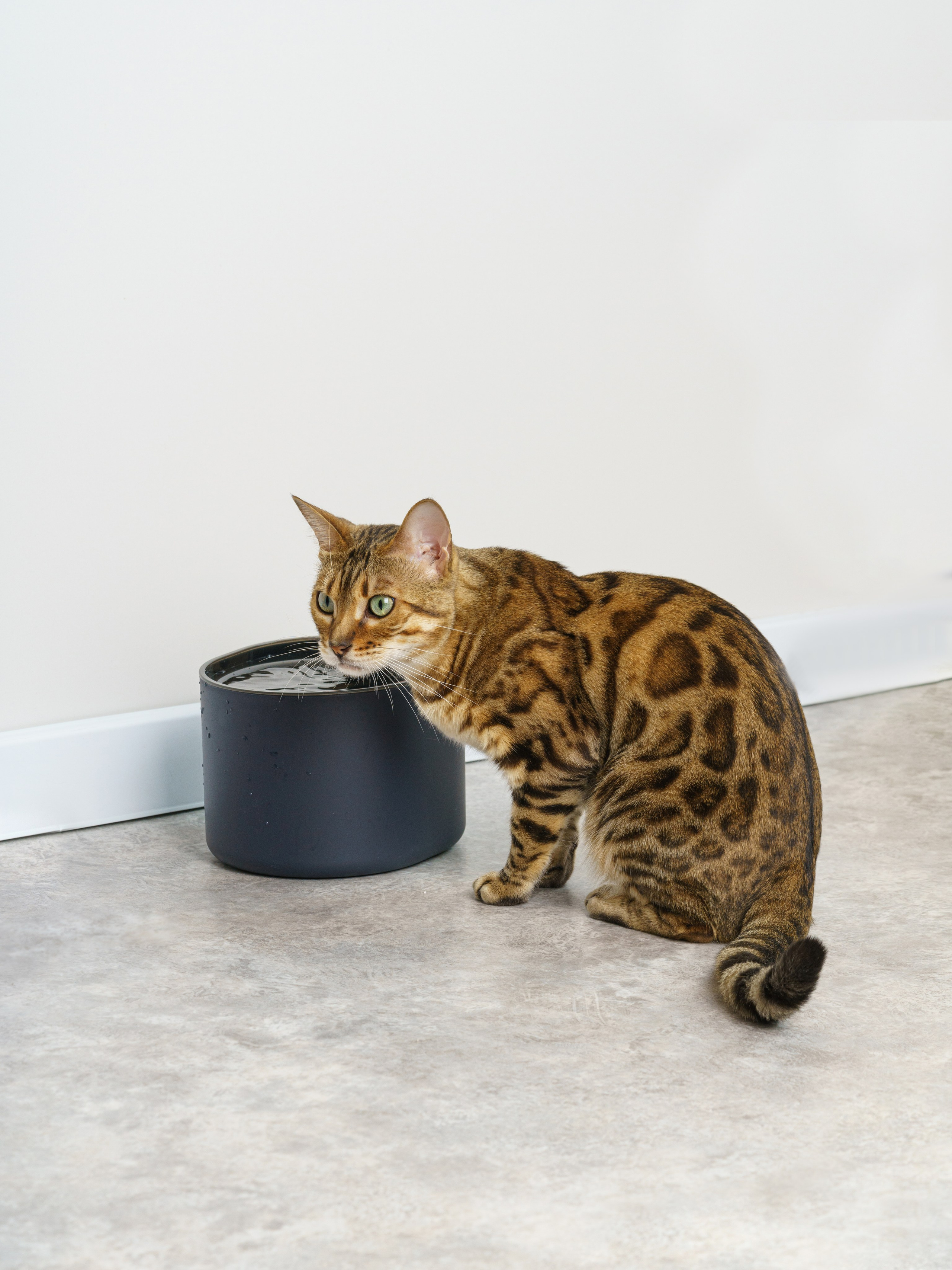 Съемки с животными. КЕД Студия-контент агентство полного цикла СПБ. Создаём фото, видео и контент, который помогает брендам и селлерам продавать больше