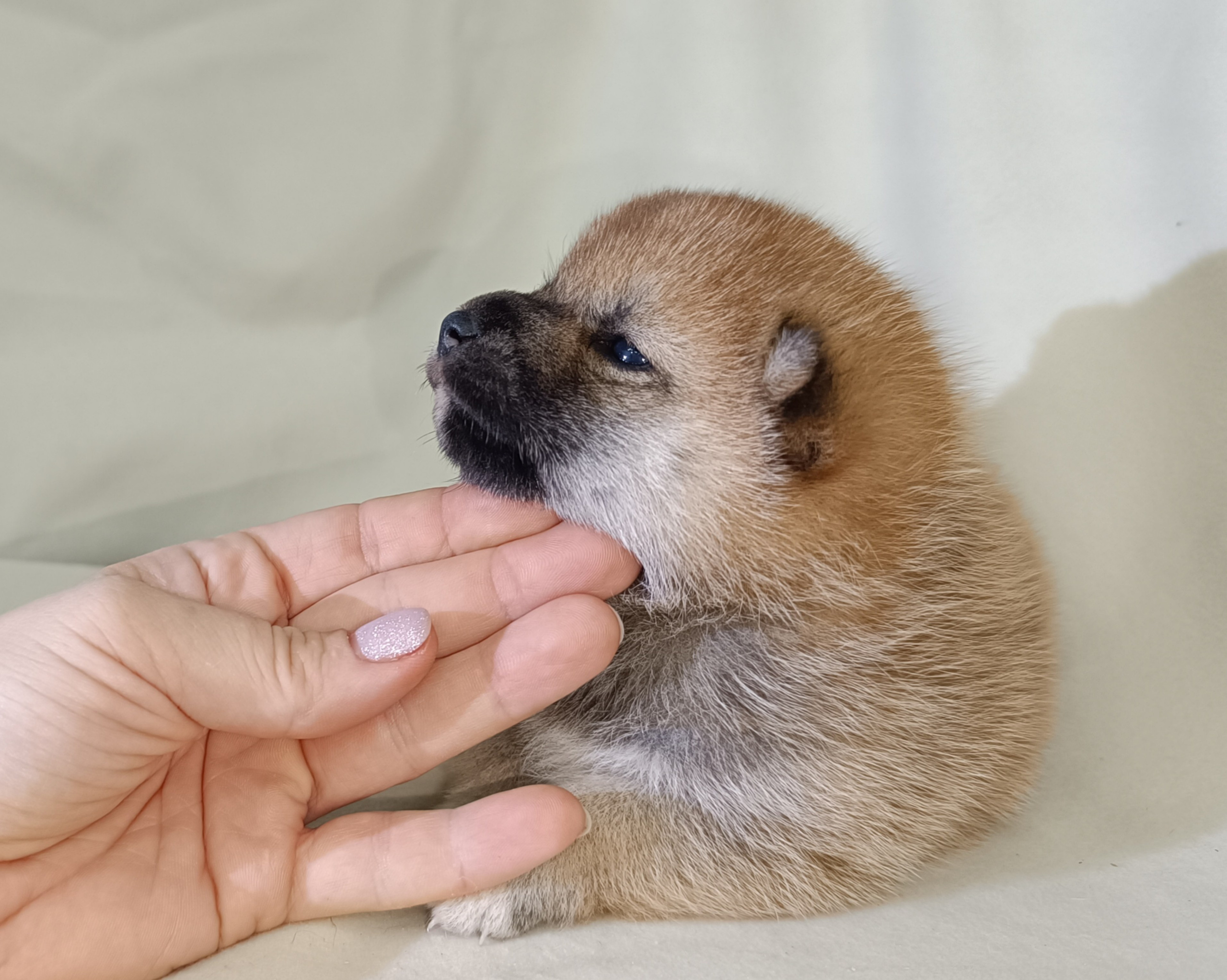 сиба питомник Рубилайт щенки на продажу rubylight  сиба щенки купить СПб Санкт-Петербург 