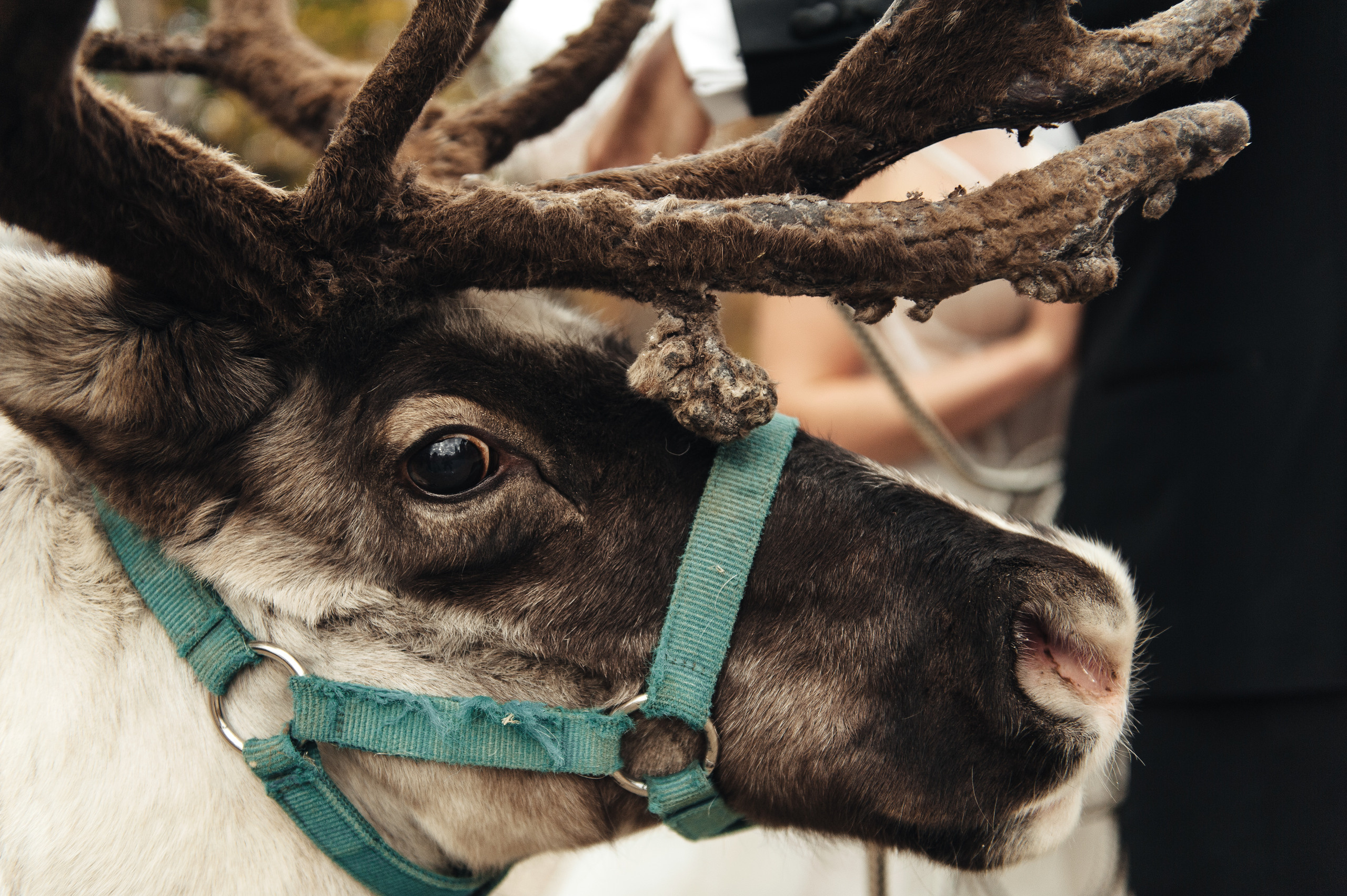 Станислав и Наталья. Свадебный фотограф в Ростове-на-Дону Тарасенко Константин