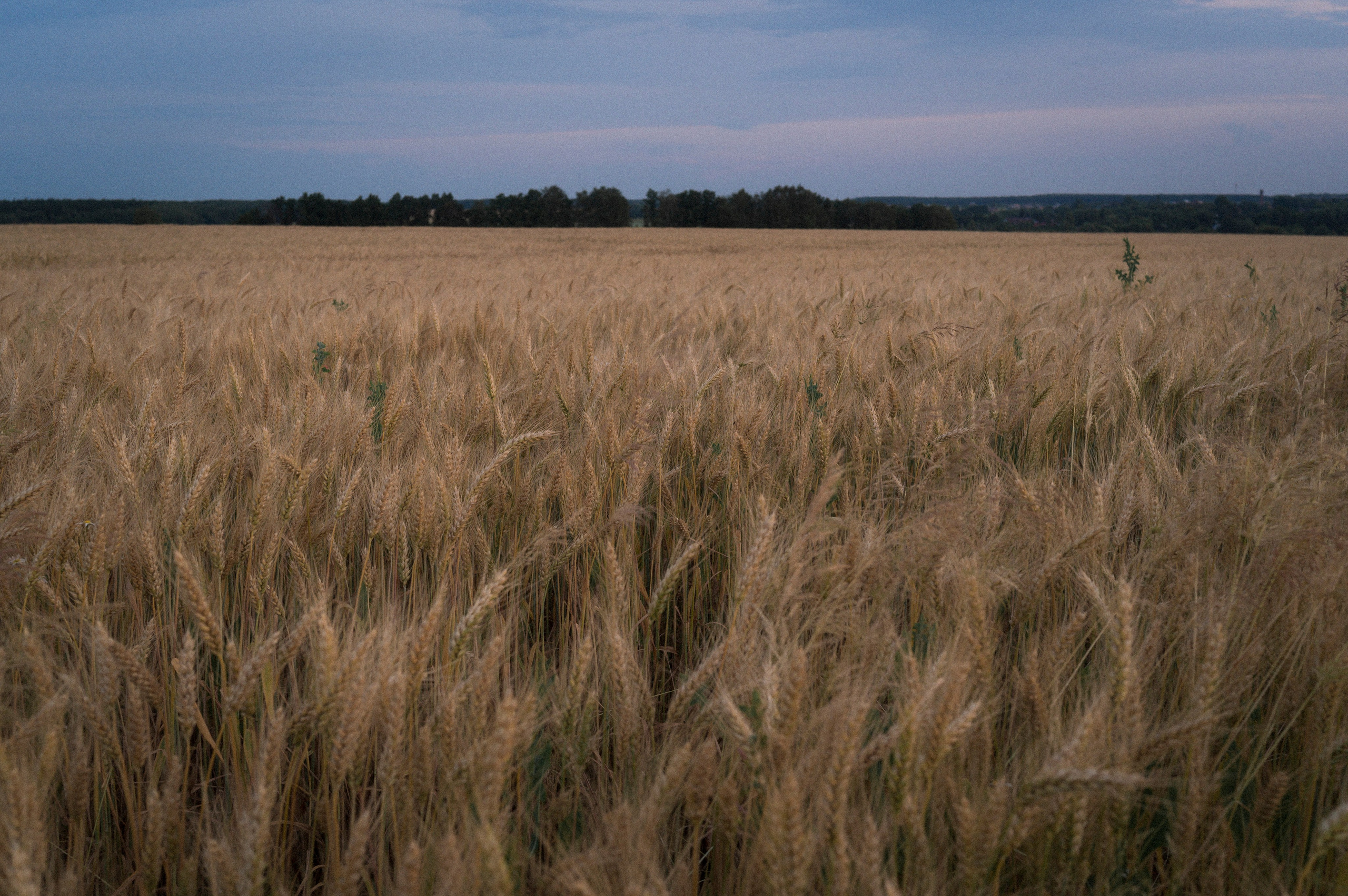 Majstore. Kartascheff