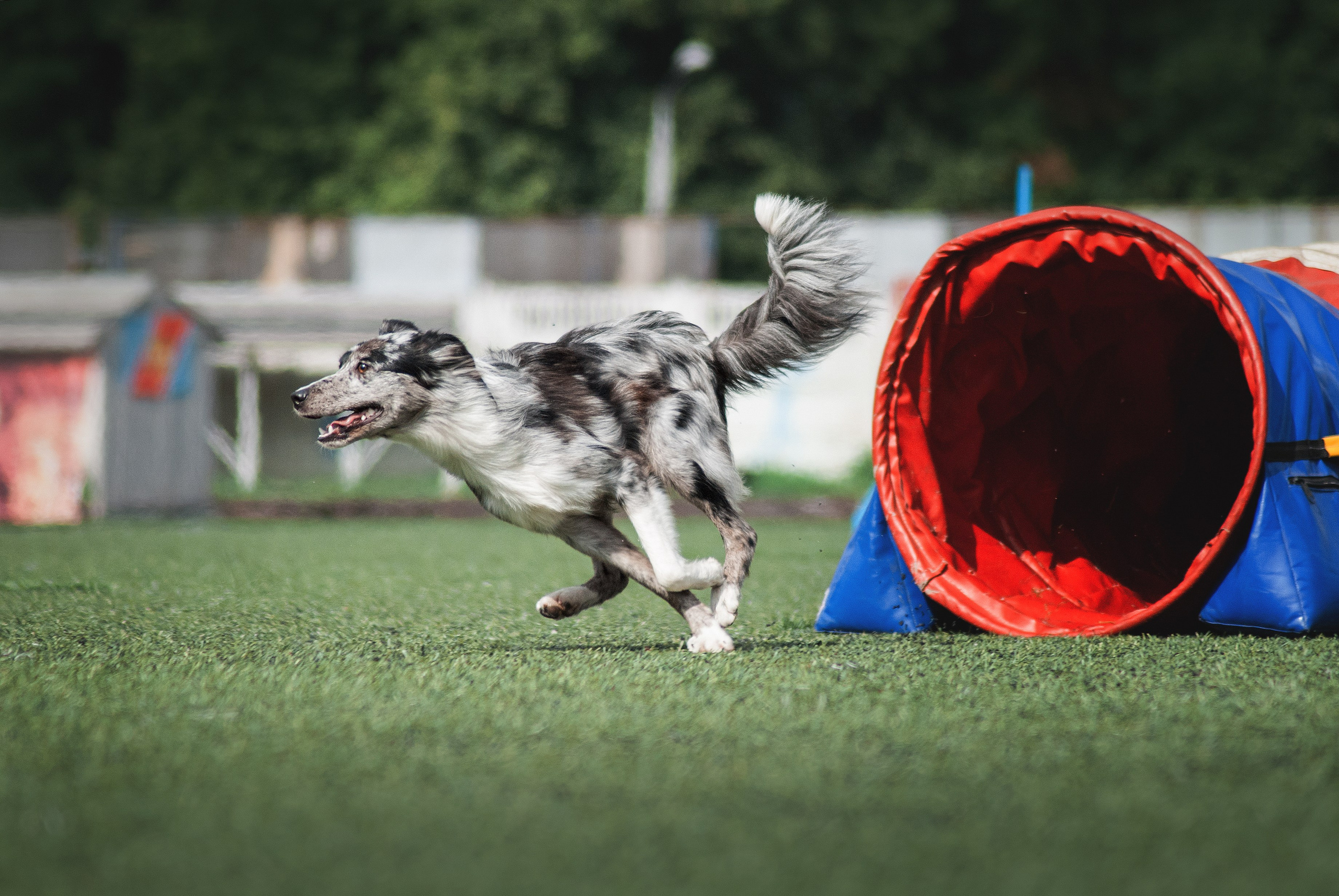 Аджилити. Фотограф в Тюмени Лизавета Сапицкая