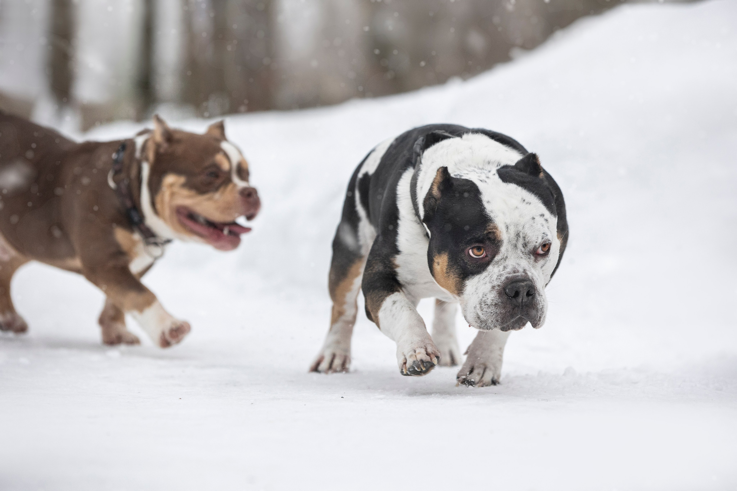 Американские булли. Фотограф анималист в Москве Майорова Евгения