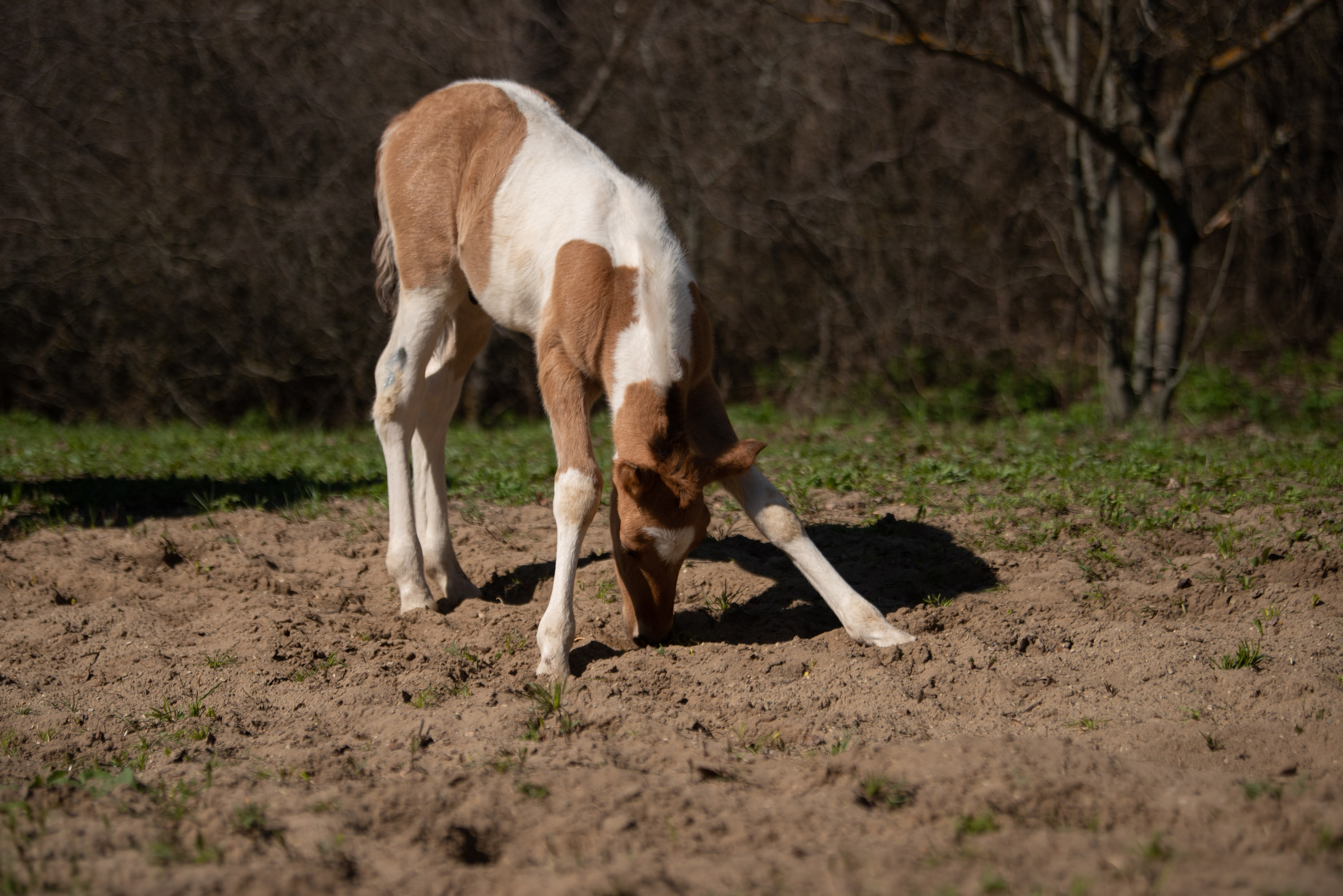 Жеребёнок Митяй. Конный фотограф в Саратове Юлия Иванова