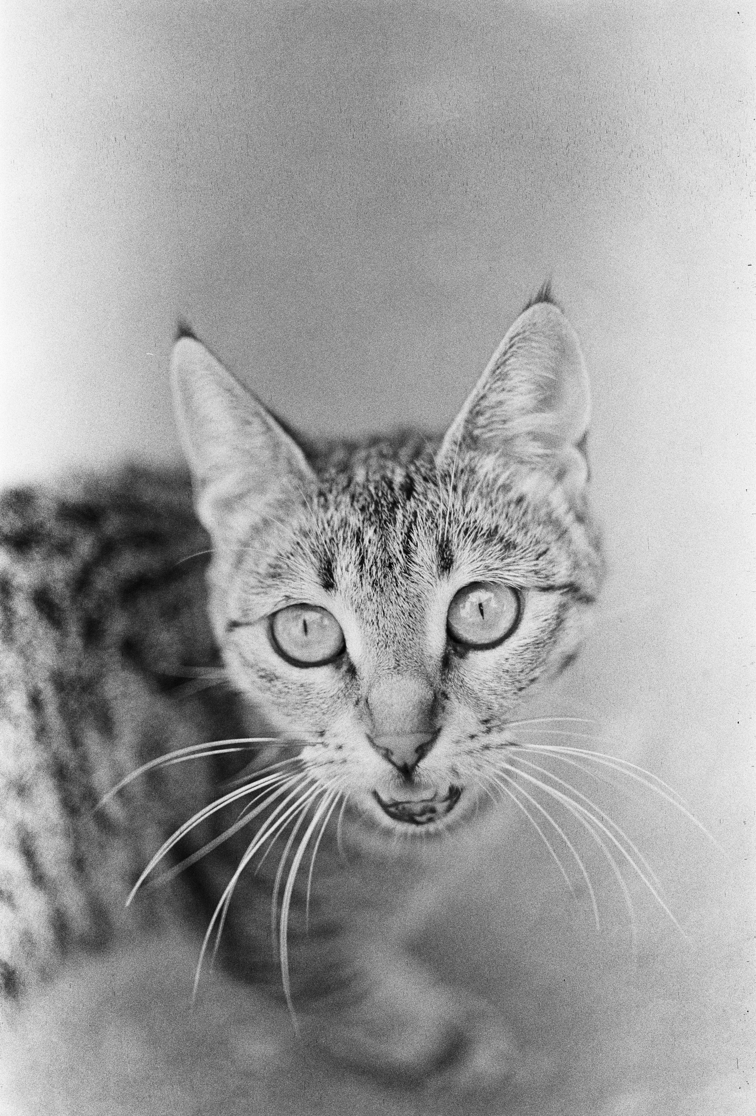 Street/Стрит. VladGauss | Photographer/Videographer