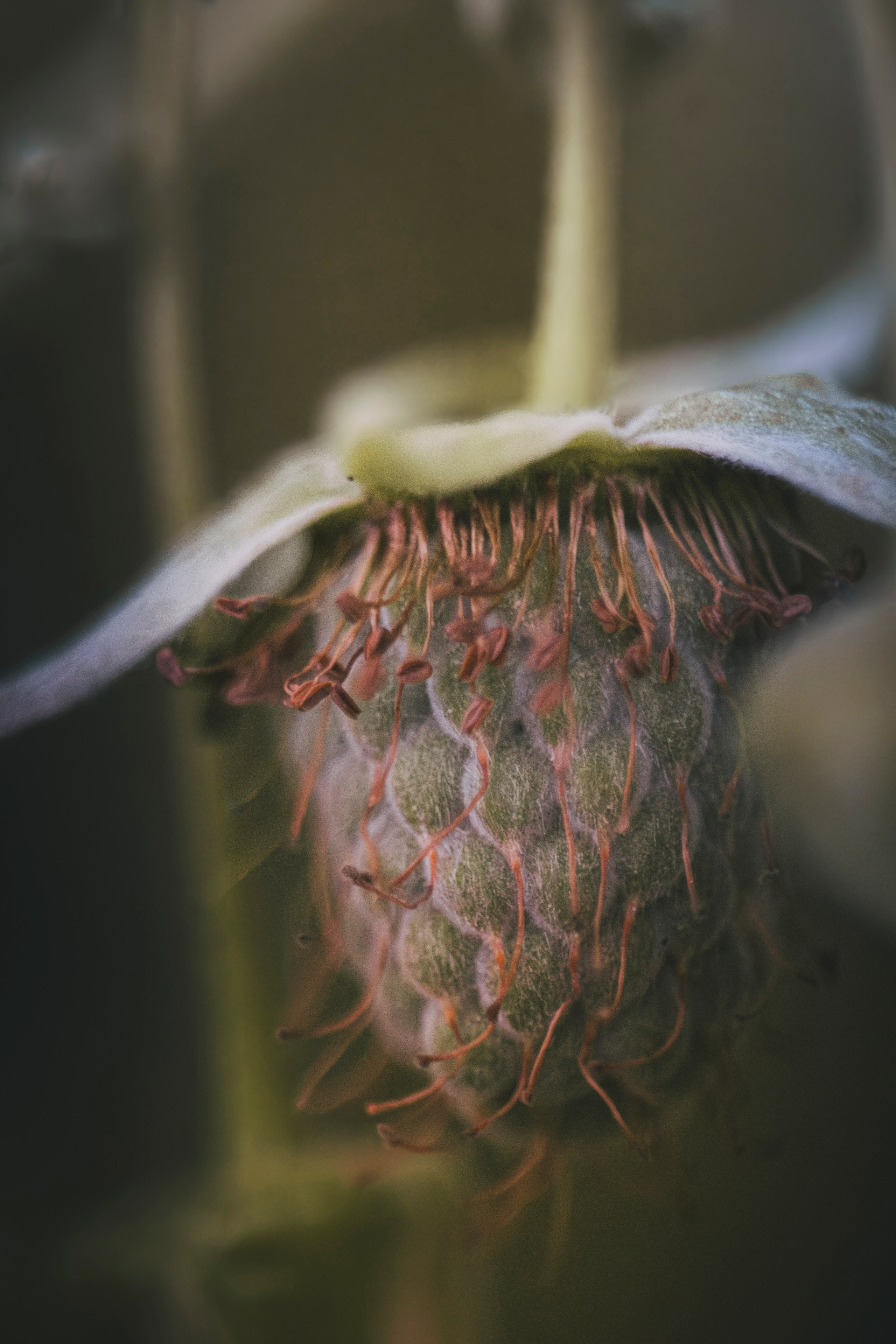 Макро жизнь. KRUTOVA_фотографирую жизнь