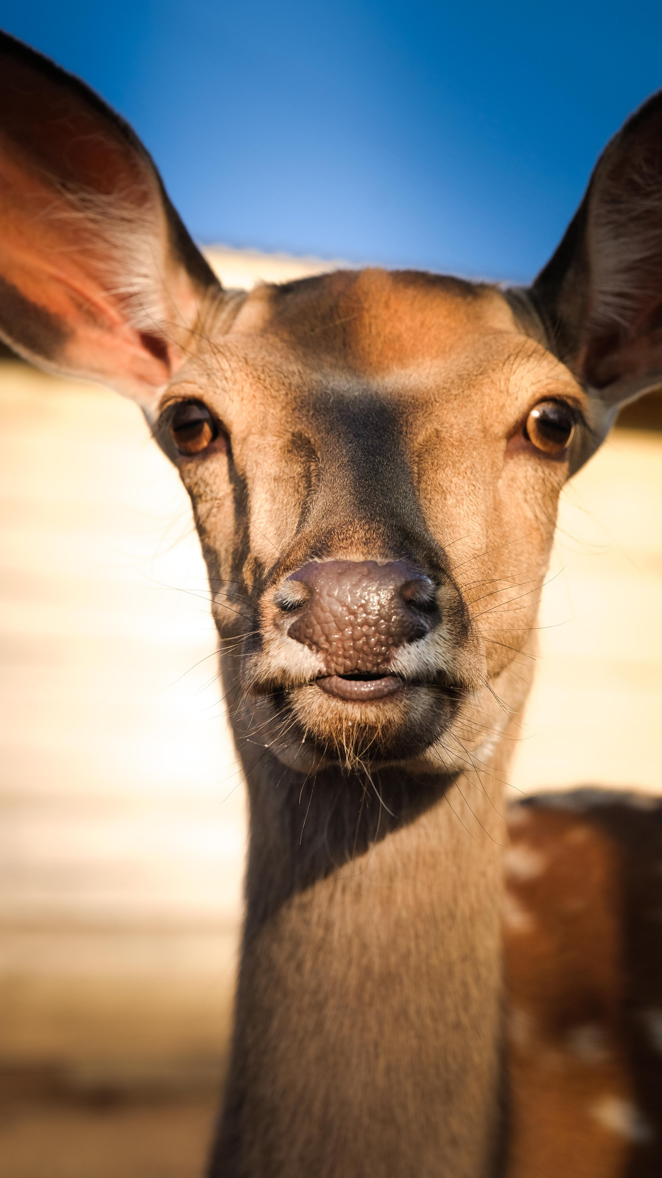 Животные и птицы. KRUTOVA_фотографирую жизнь