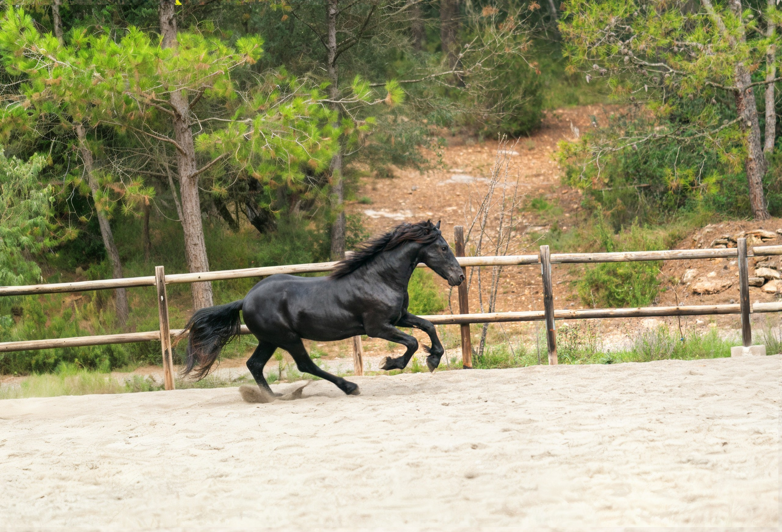 Фризский жеребец Rayven. 2 года. Продаётся. Friesian Alliance. Фризы Росиии