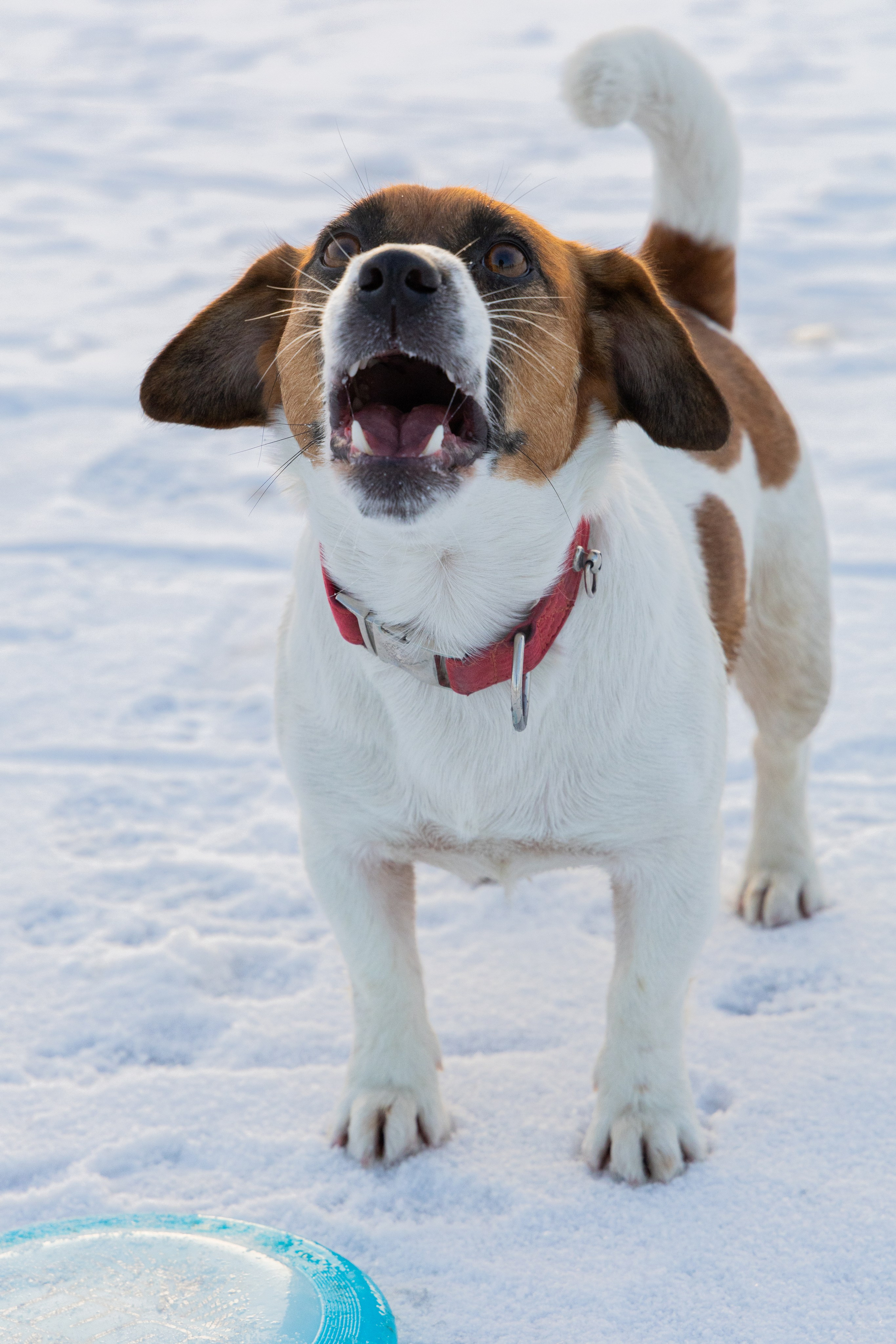 Фотосъёмка животных. Профессиональная коммерческая, промышленная и репортажная фотосъёмка для бизнеса