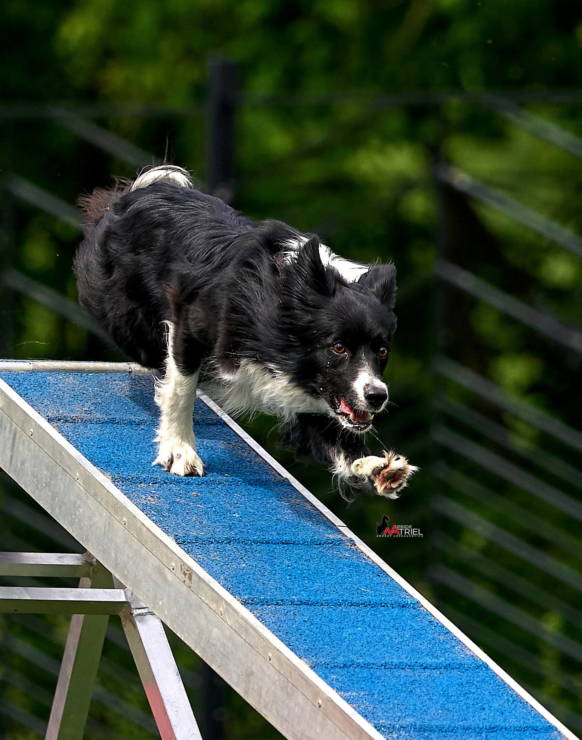 Аджилити — галерея NATRIEL