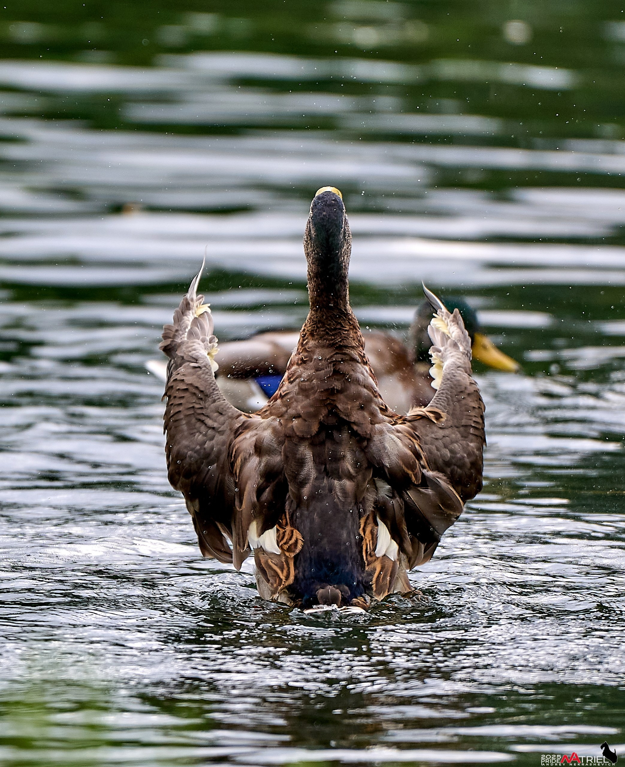 Утки на пруду