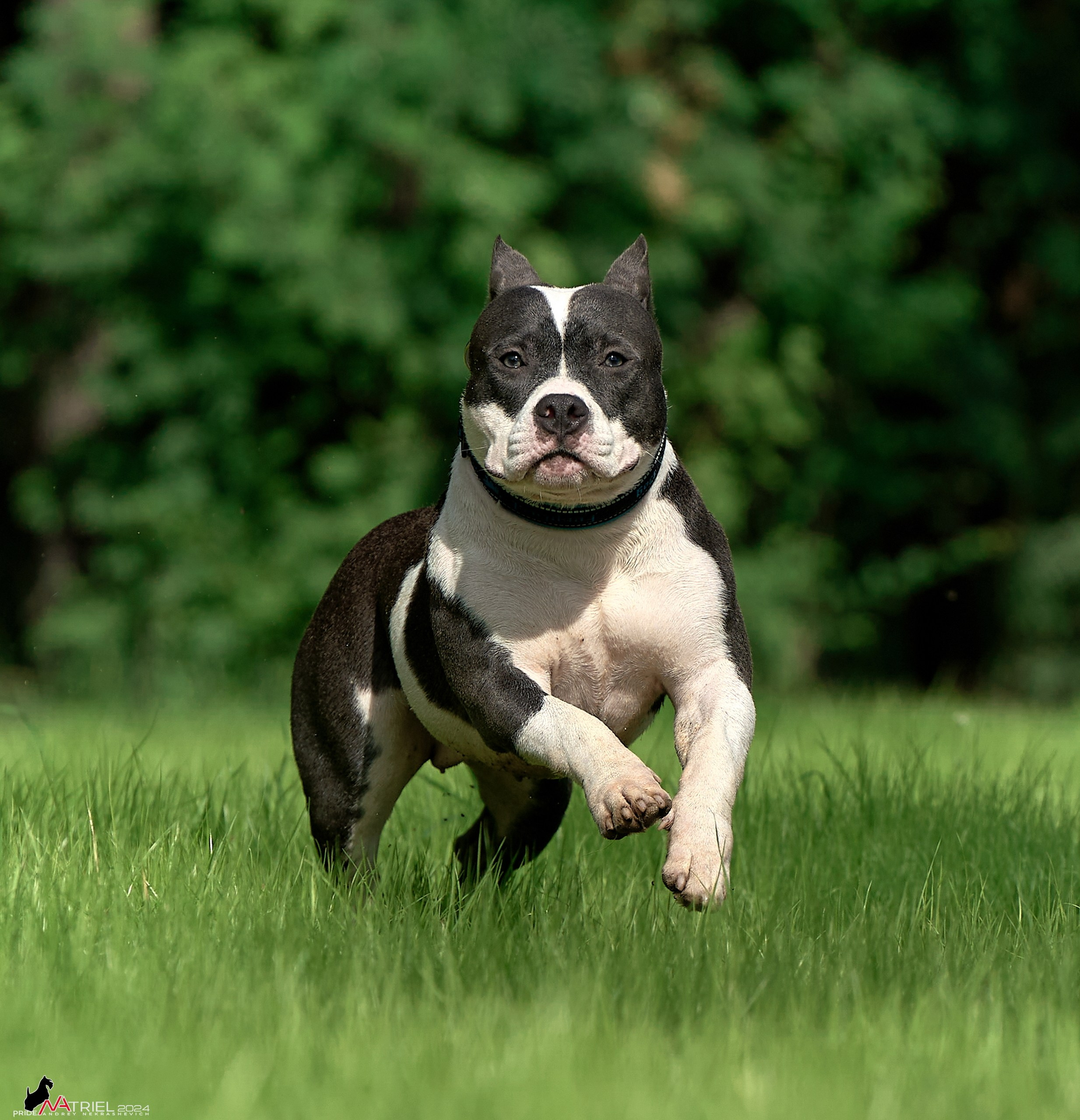 Фотопрогулка с булли