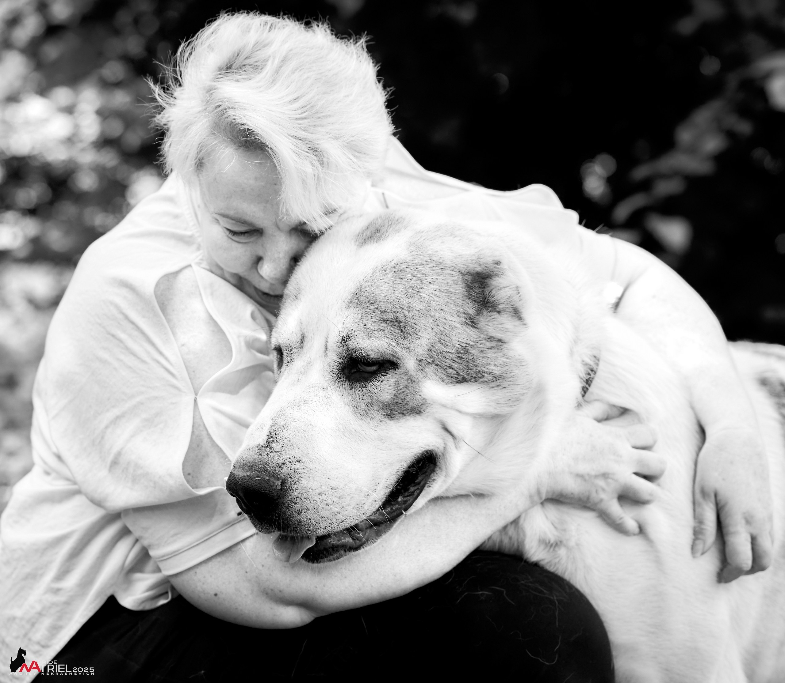 Алабаи и скотч-терьеры в питомнике у Ольги