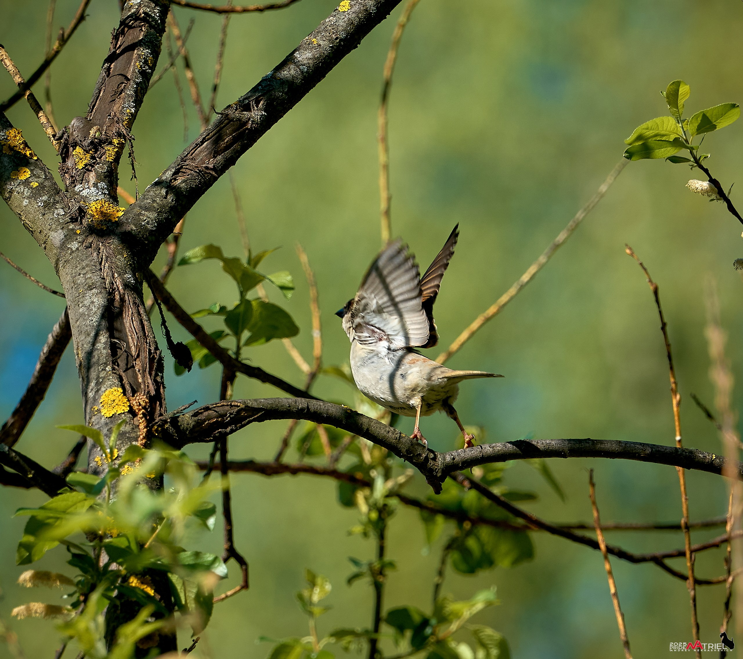 Птички и цветочки