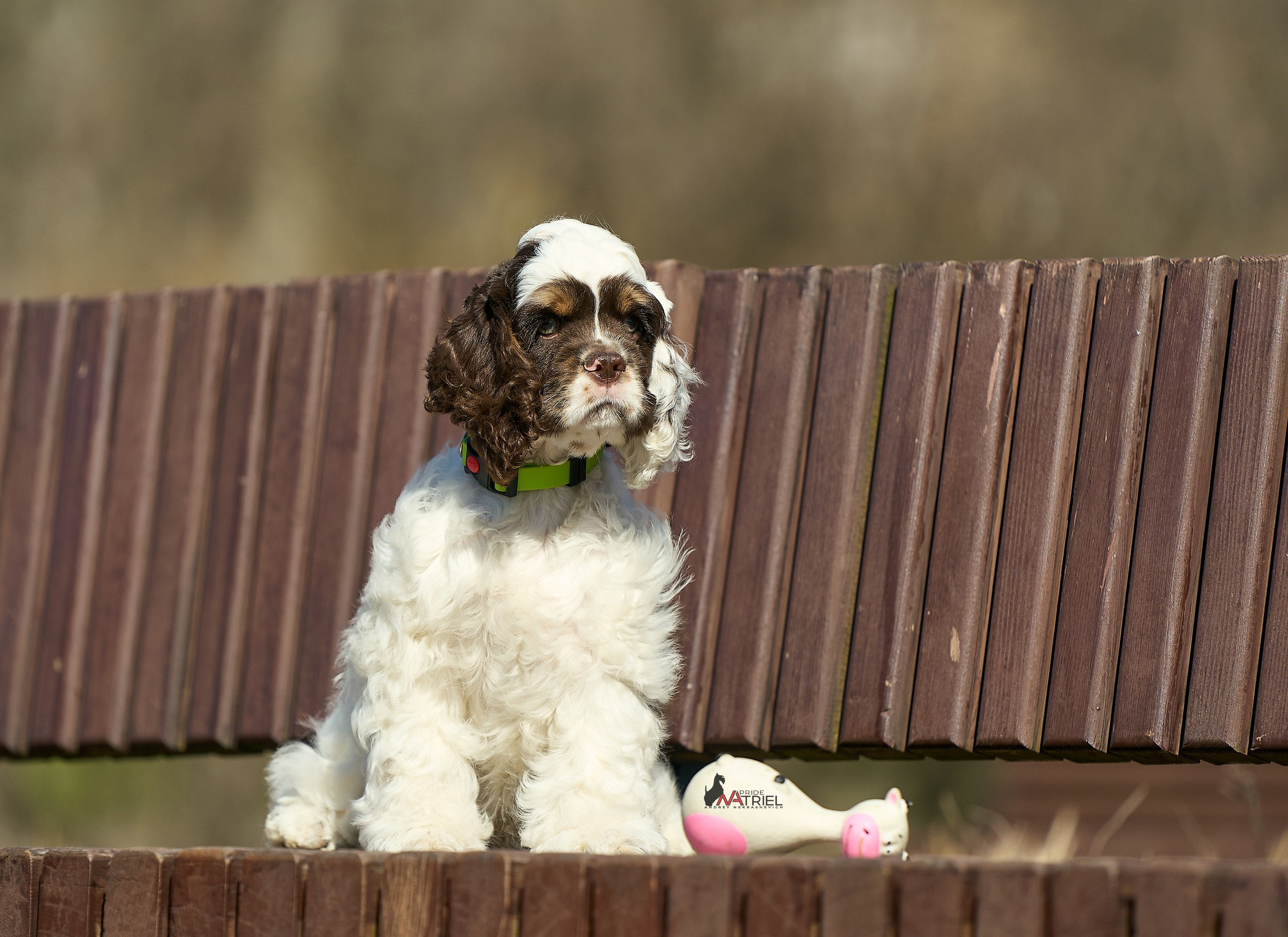 Прогулка со щенком
