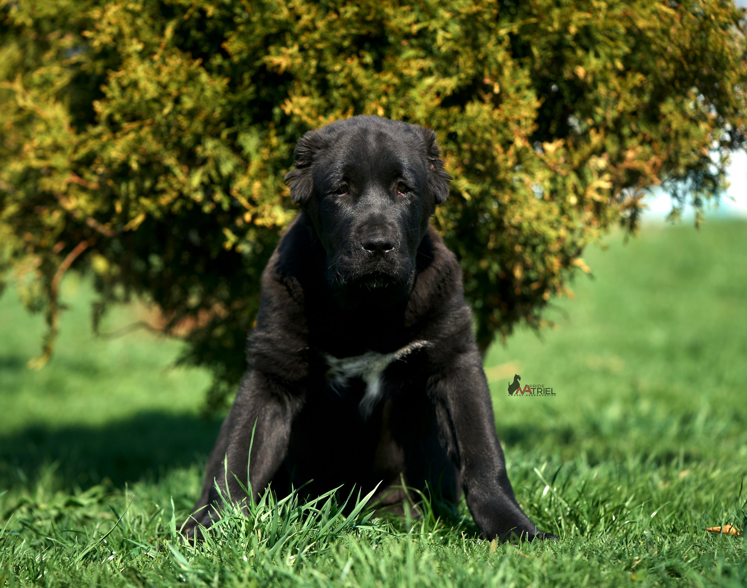 Среднеазиаты — щенки и взрослые