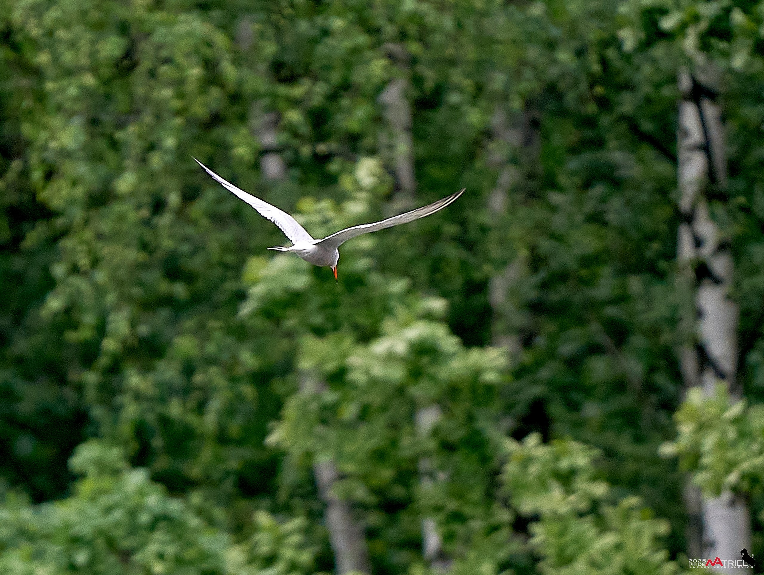 Съемка в парке на воде