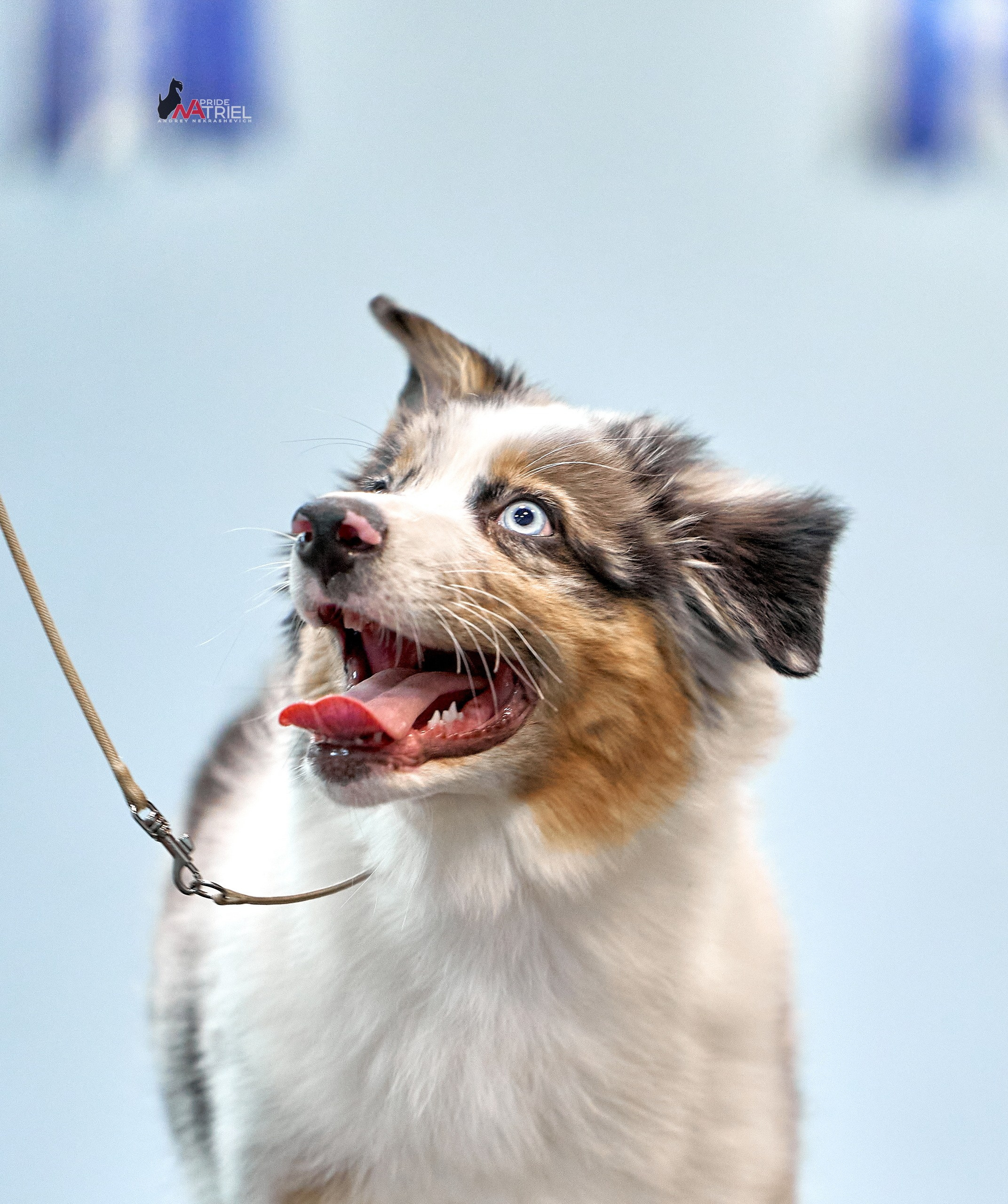 Щенки дома — галерея NATRIEL