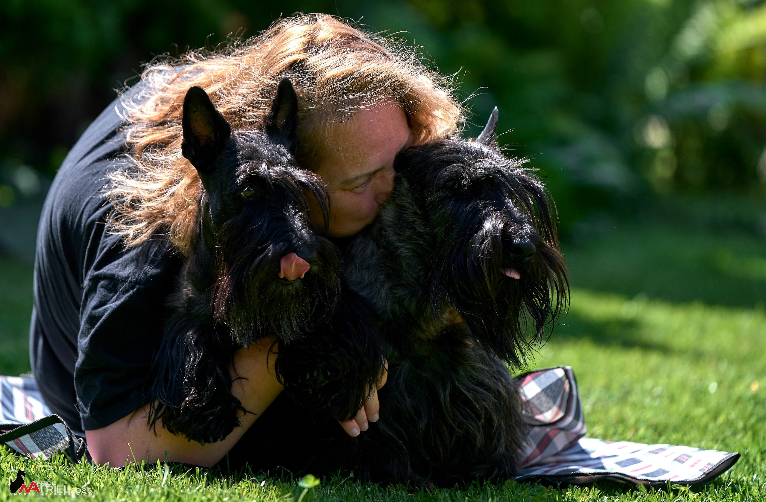 Алабаи и скотч-терьеры в питомнике у Ольги