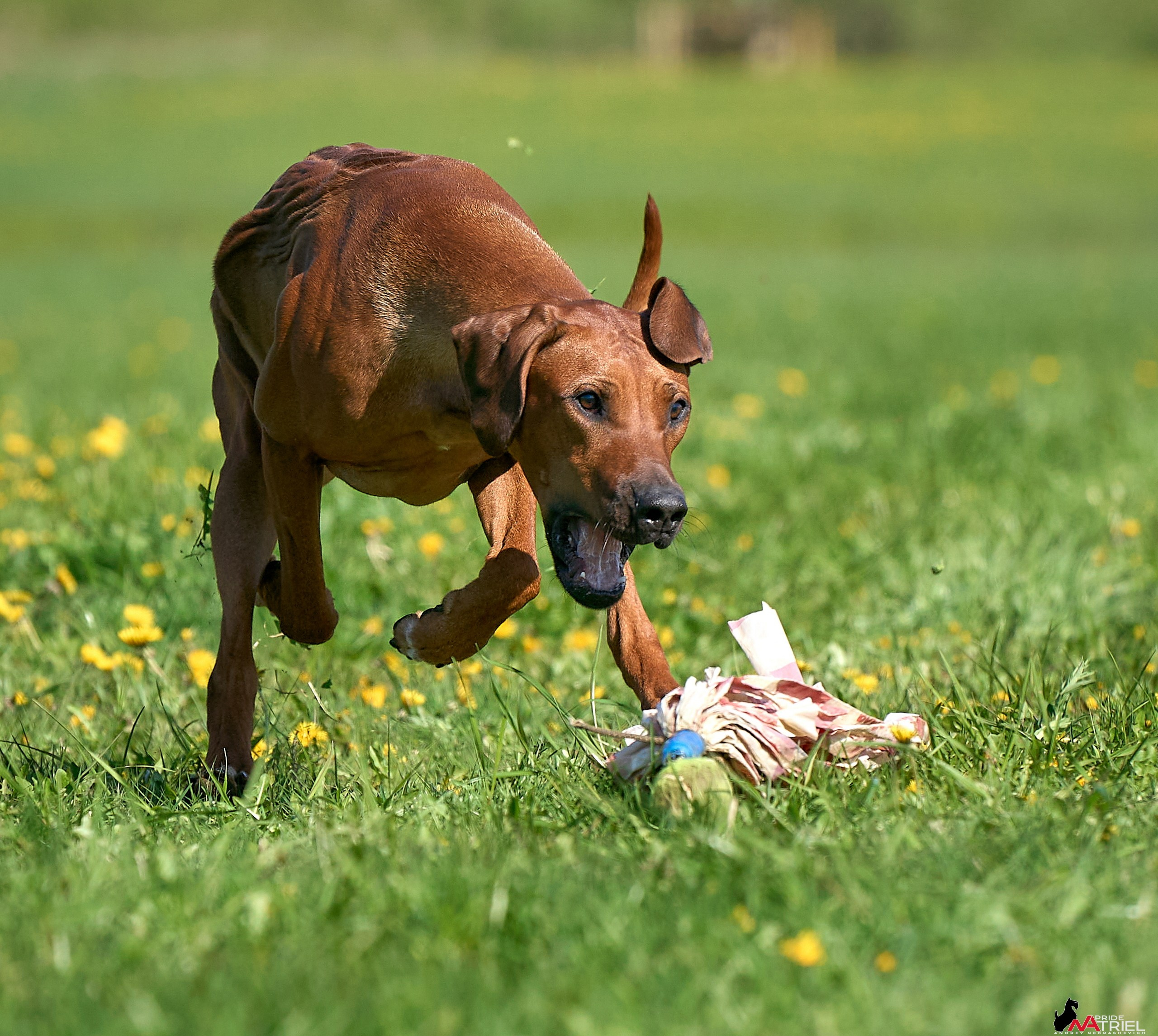 Съемка курсинг — галерея NATRIEL