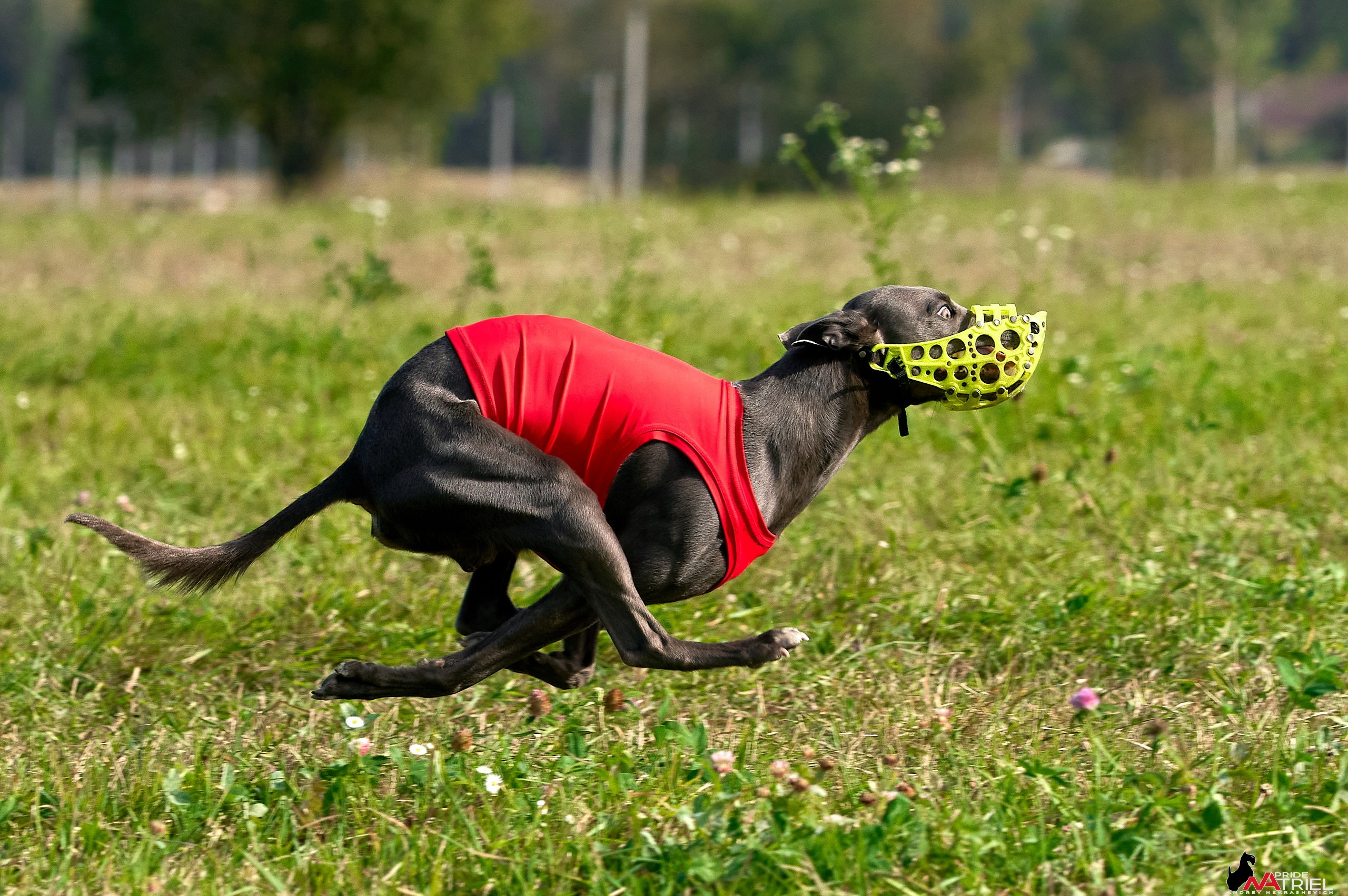 Съемка курсинг — галерея NATRIEL