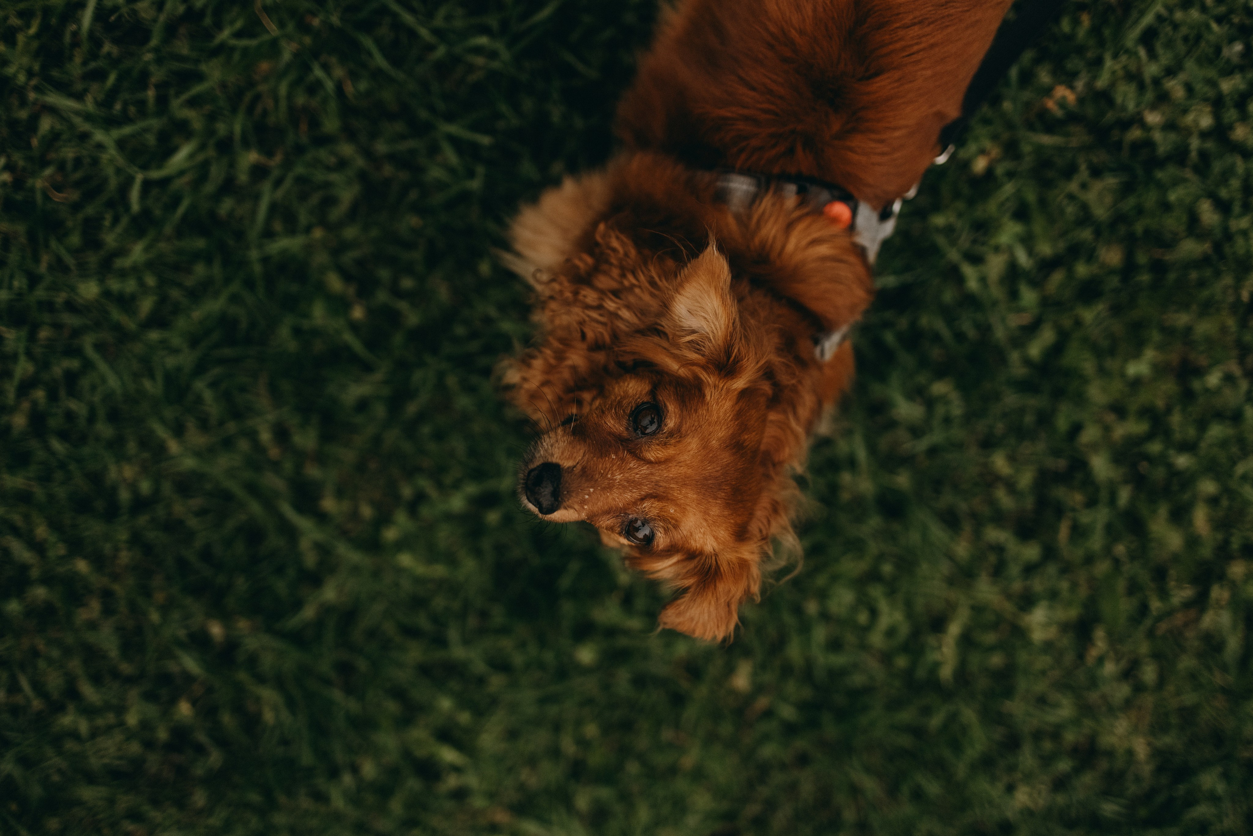 Жу и ее семья. Фотограф — Анималист | Санкт-Петербург