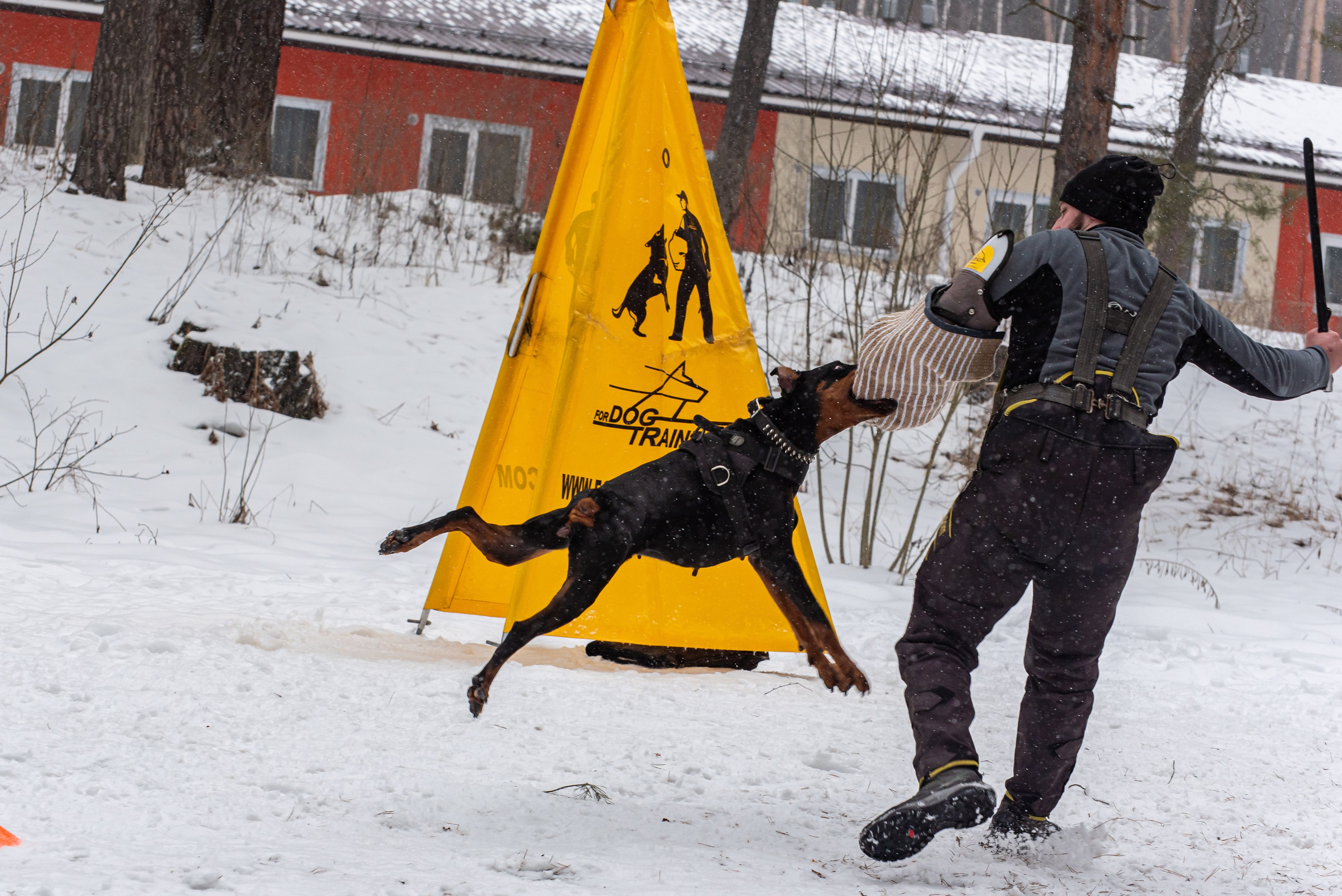 Фотосъёмка с собаками в Кинологическом лагере. Фотограф Макс Огурцов в Нижнем Новгороде