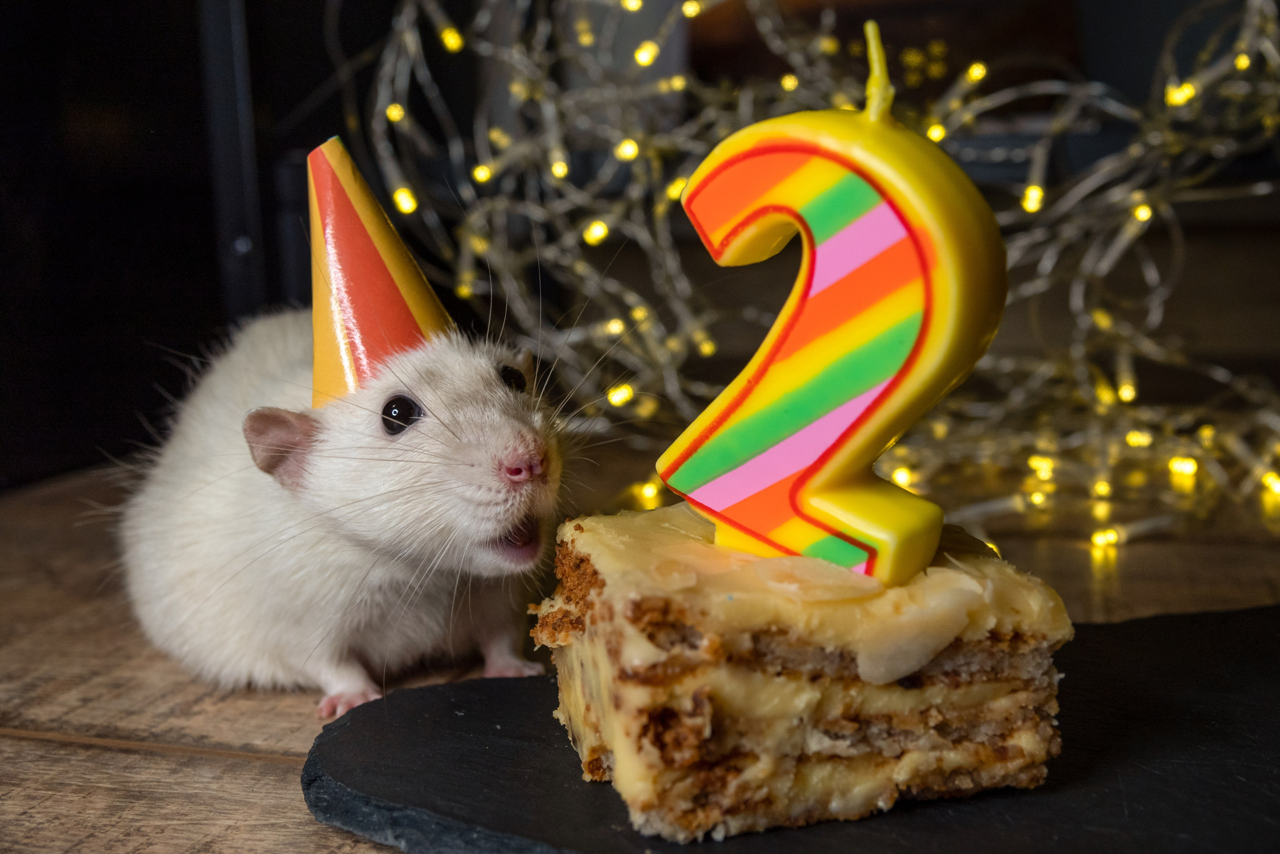 Happy Birthday Крафт. Фотограф-анималист в Москве Юлия Лайхо