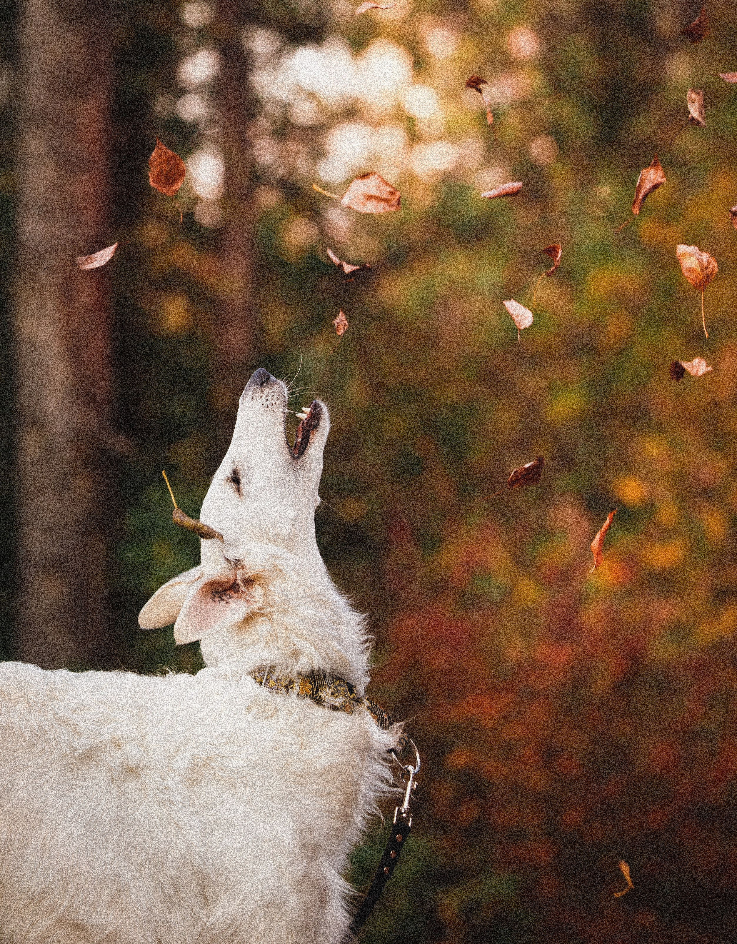 Портфолио. Фотограф-анималист в Екатеринбурге Марина Шишкина
