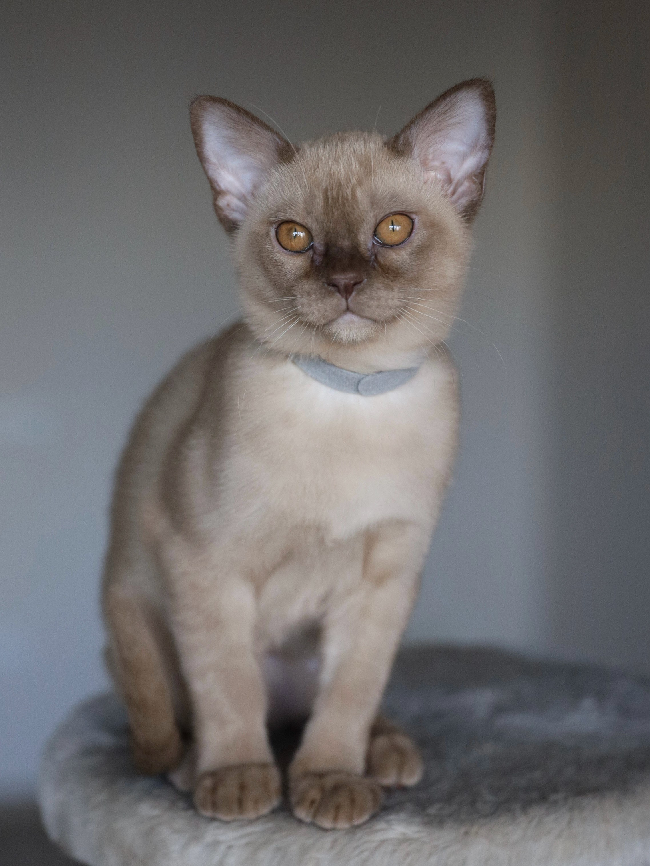 Caesar. Питомник «Bouncy Life»