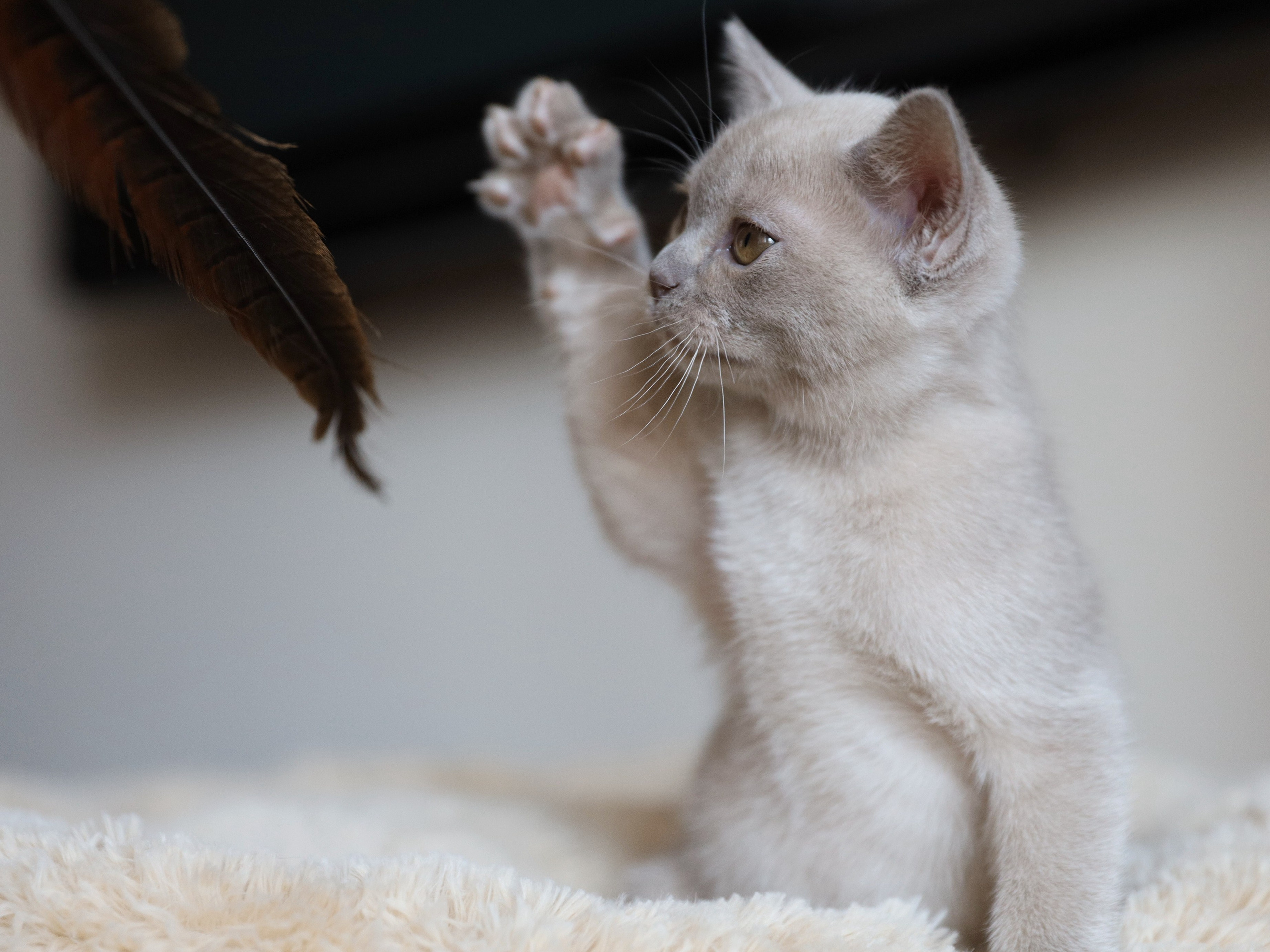 Chester. Cattery “Bouncy Life”