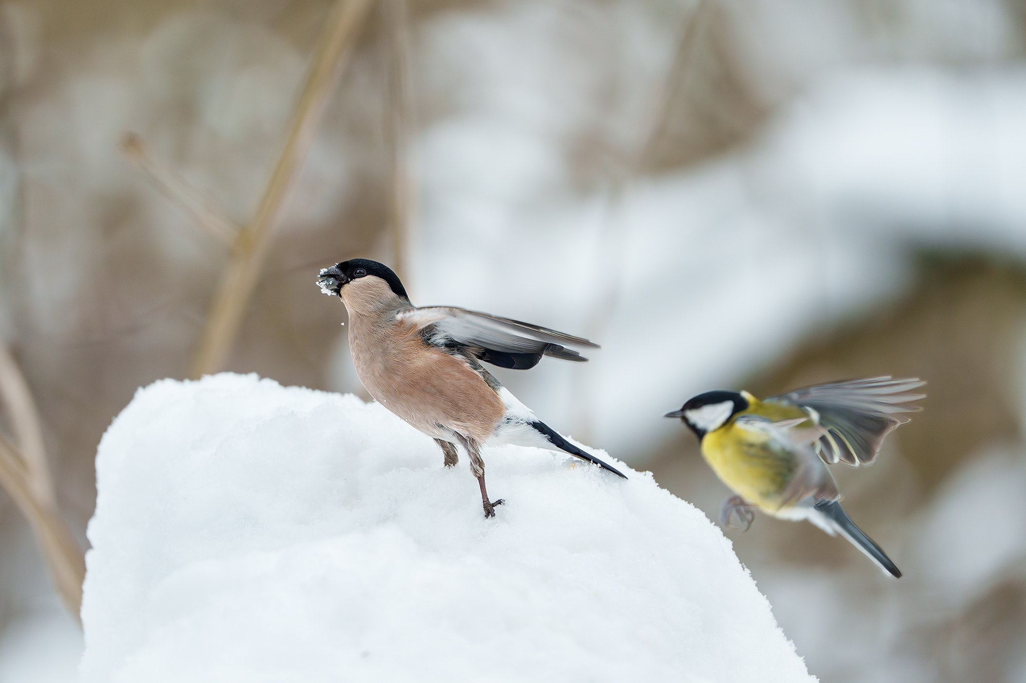 Удивительные мир птиц. Вокруг нас столько прекрасного — присмотритесь!. Ваш личный фотограф Марина Волкова