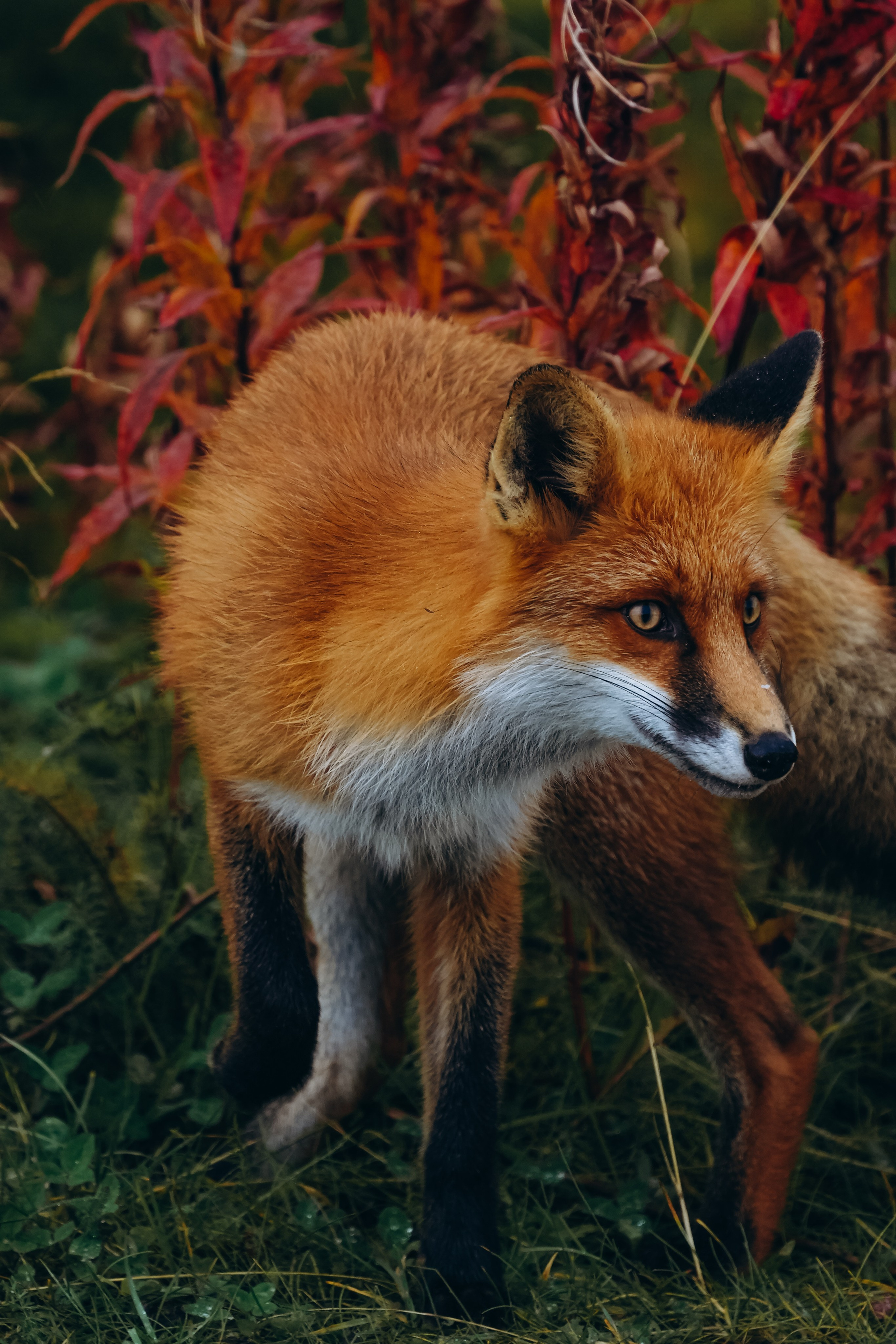 СЕВЕР. Event фотограф Степанова Александра