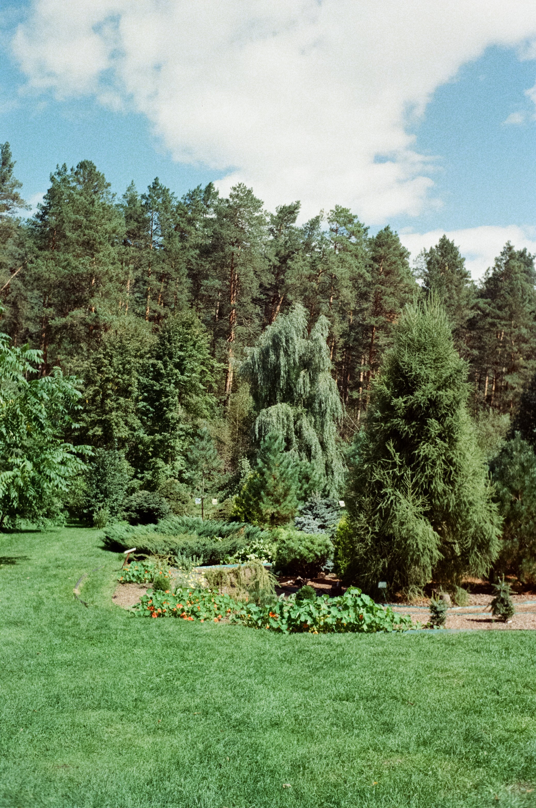 Горно-алтайский ботанический сад, база Кедровый остров / 27 августа 2024 года