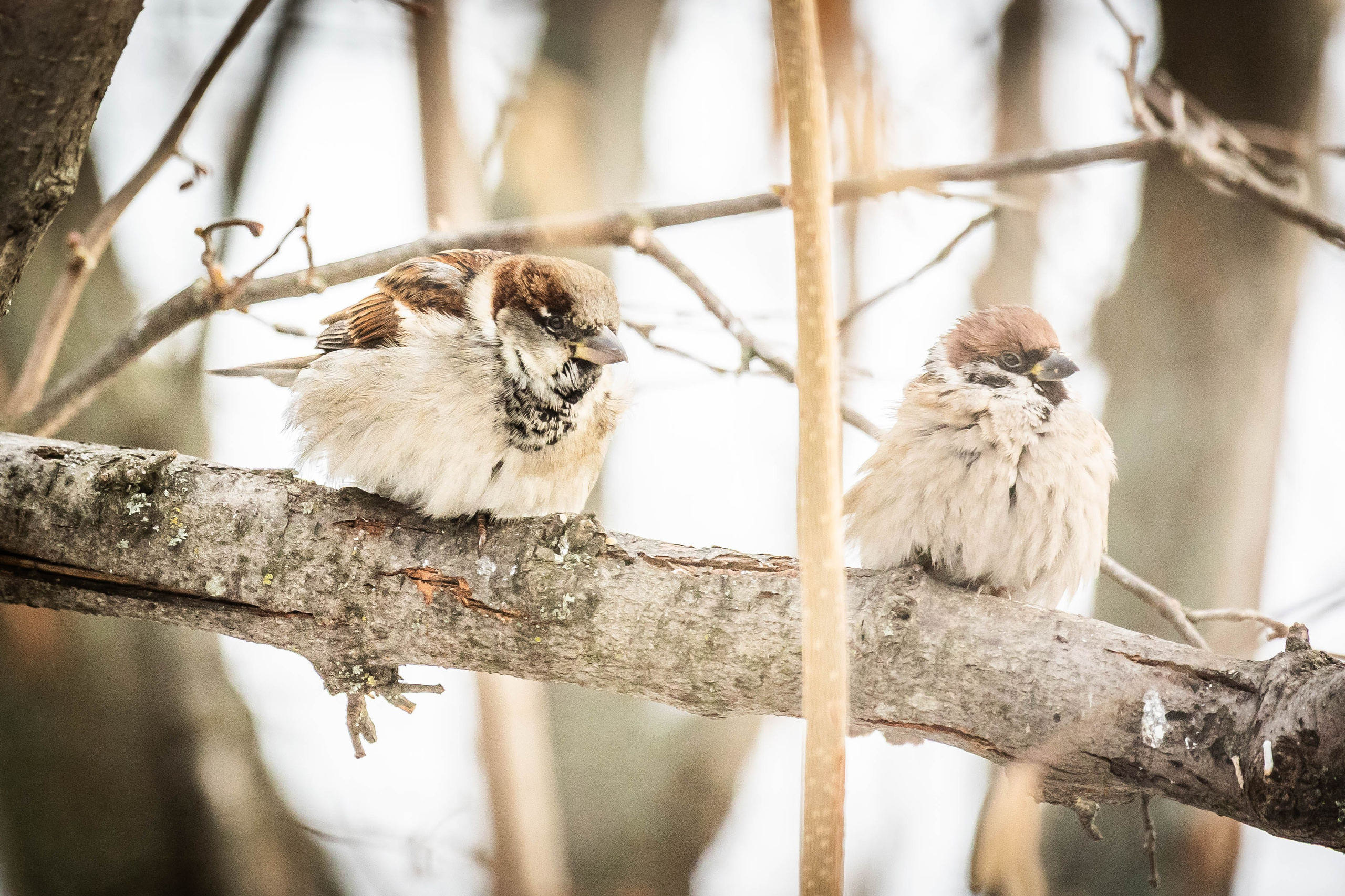 Дикий животный мир. Фотограф-АниМалист Анна Абрамова