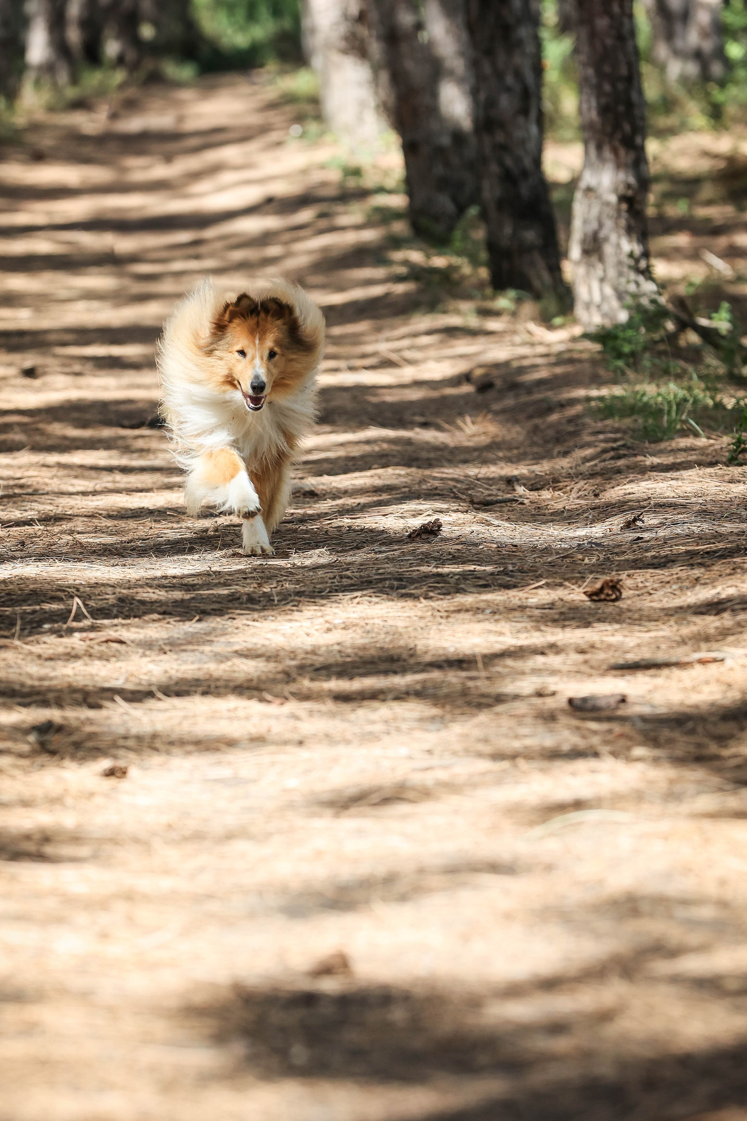 САРОЧКА В ЛЕСУ. Фотограф-АниМалист Анна Абрамова