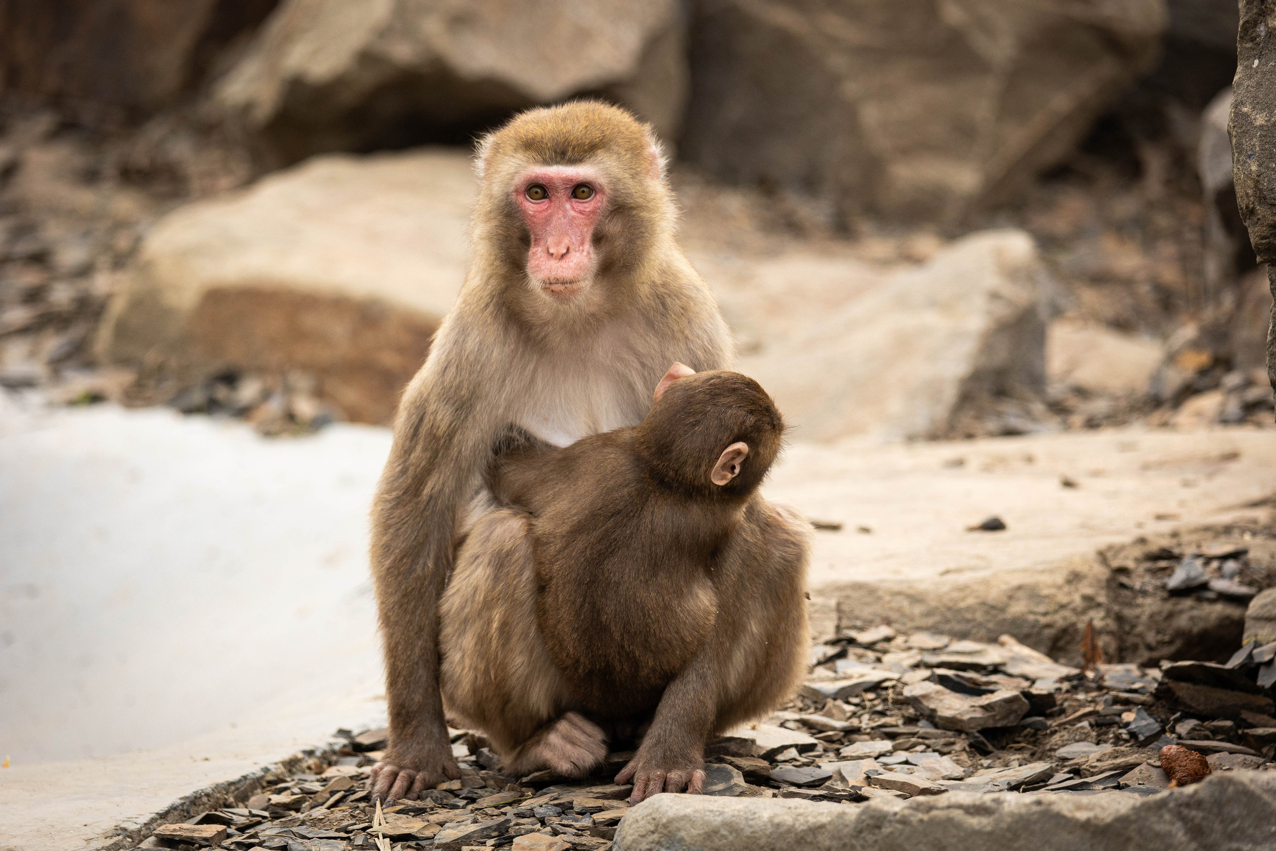 Парк Малинки 2026. Фотограф-АниМалист Анна Абрамова